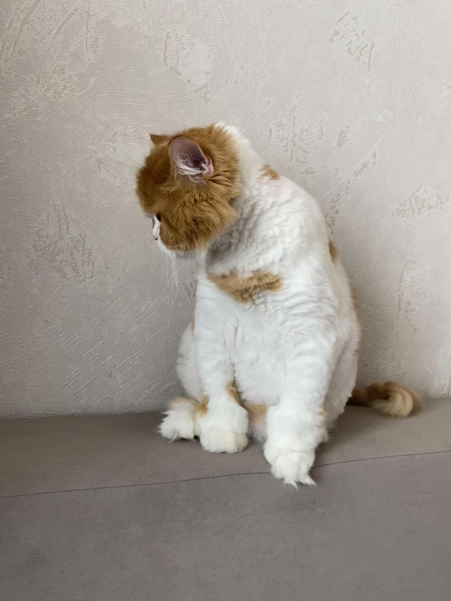 @кертвекс