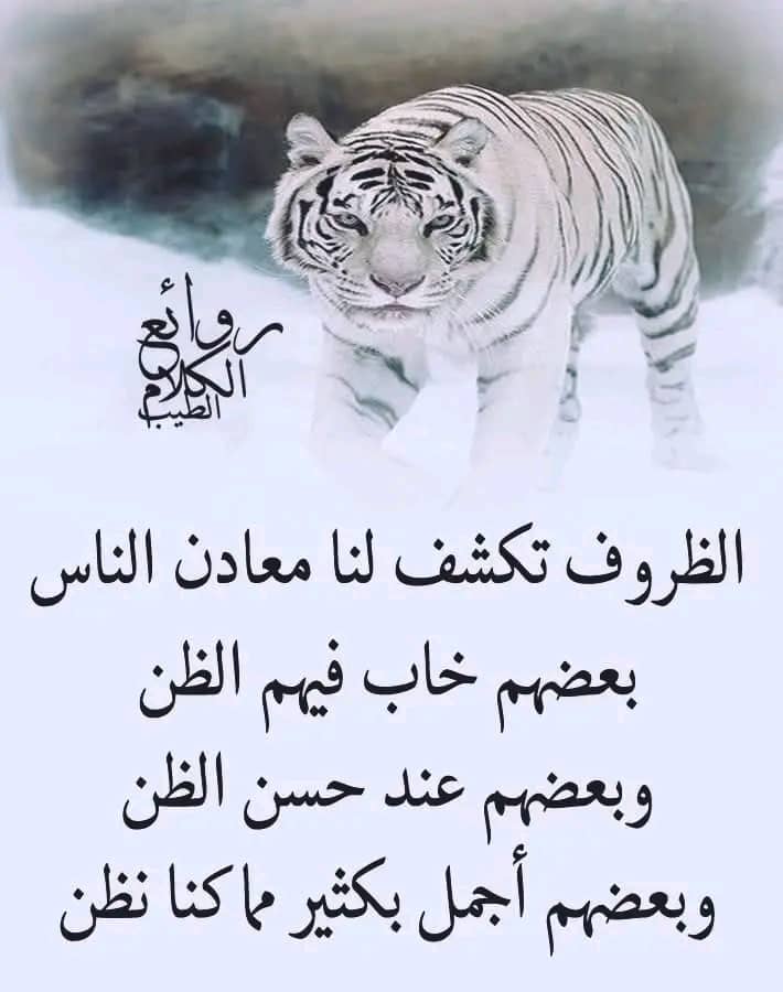 @سجاد2
