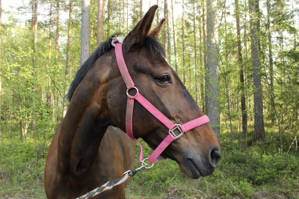 @Beach Horse Stable