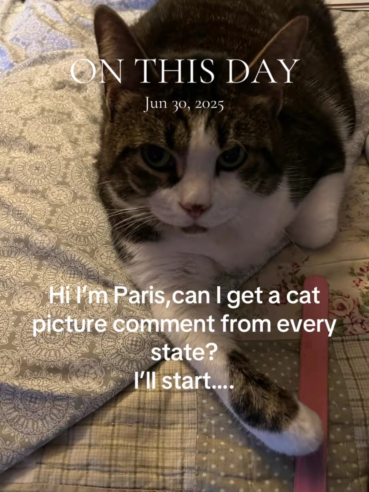 @catlover313official