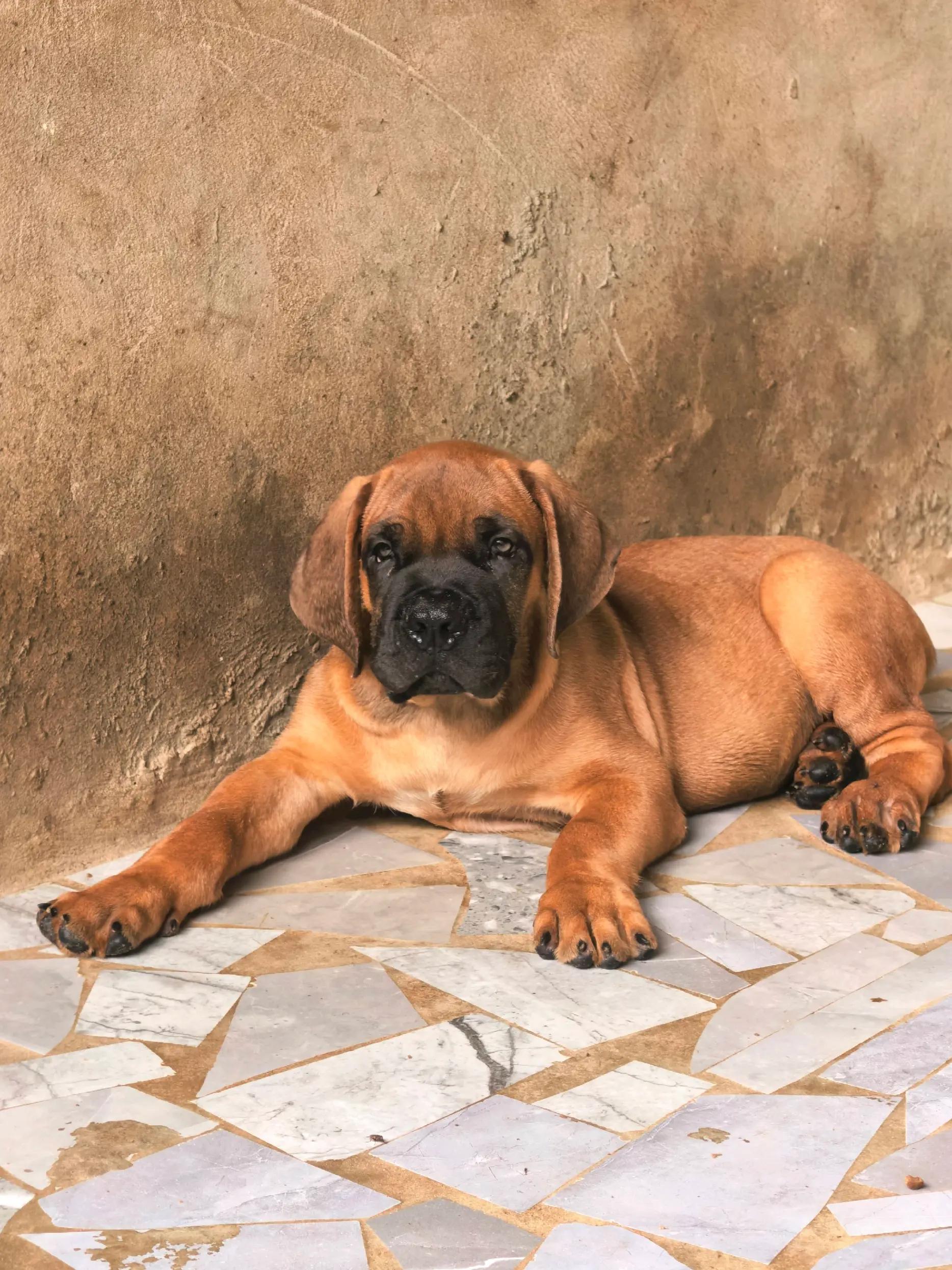 @Irie Boerboels Sn