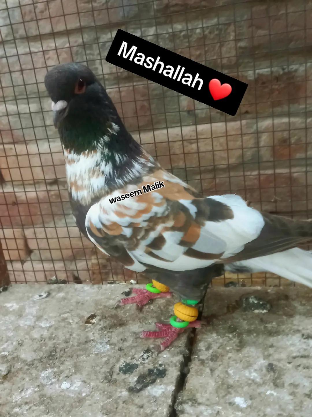 @waseem Malik