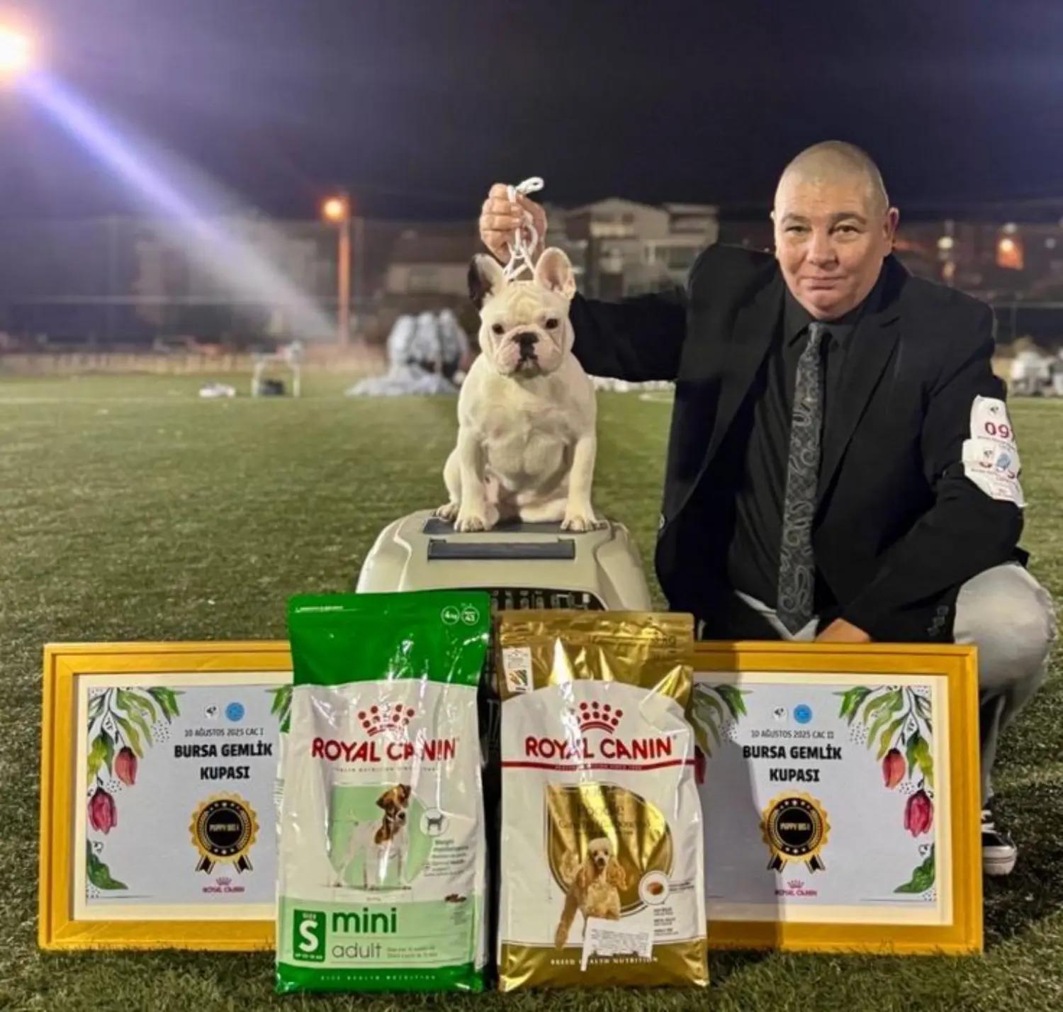 @Bosphorus Bulls French Bulldog