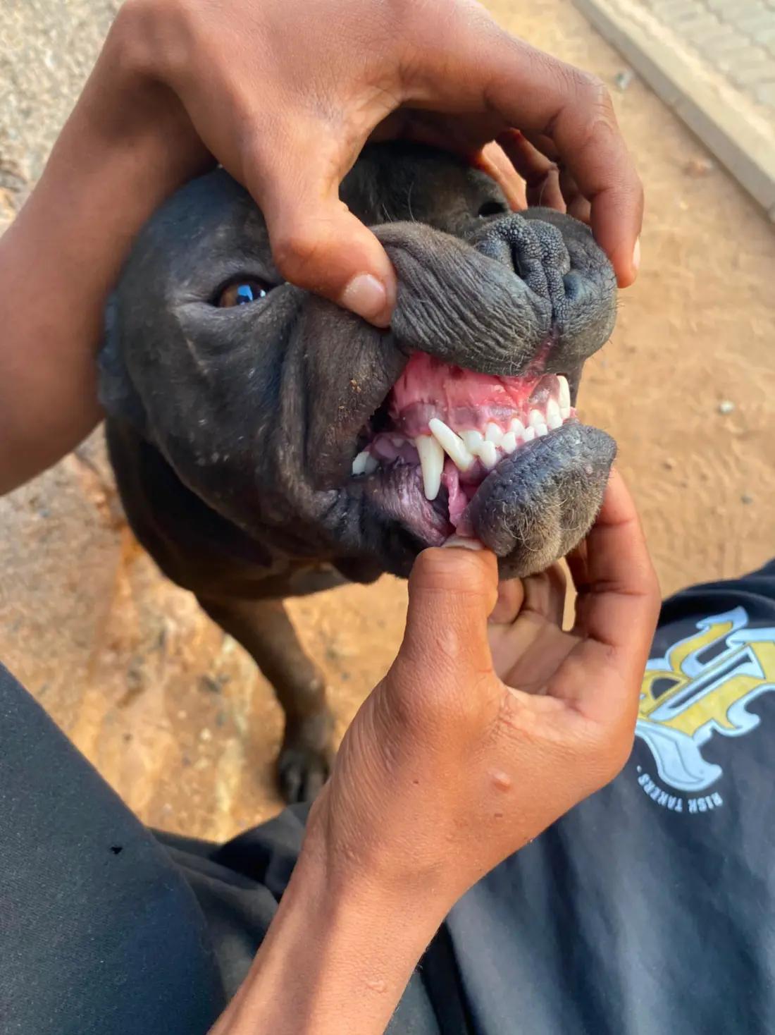 @game dogs apbt