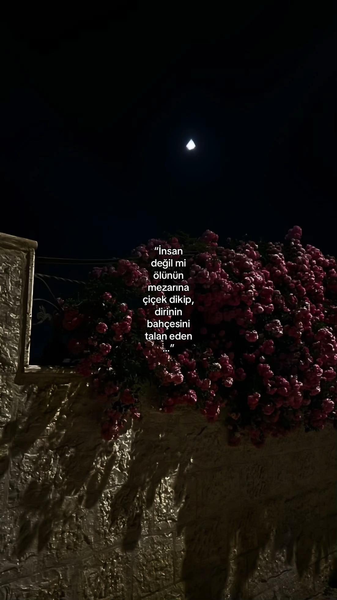 @𝓔𝓵𝓲𝓯