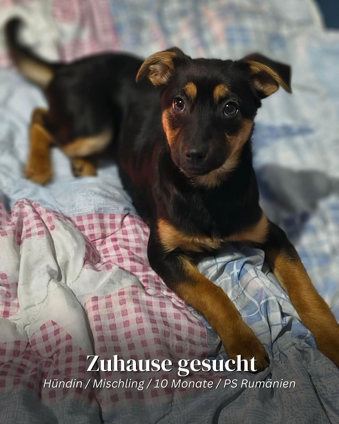 @SpecialDogs e.V.
