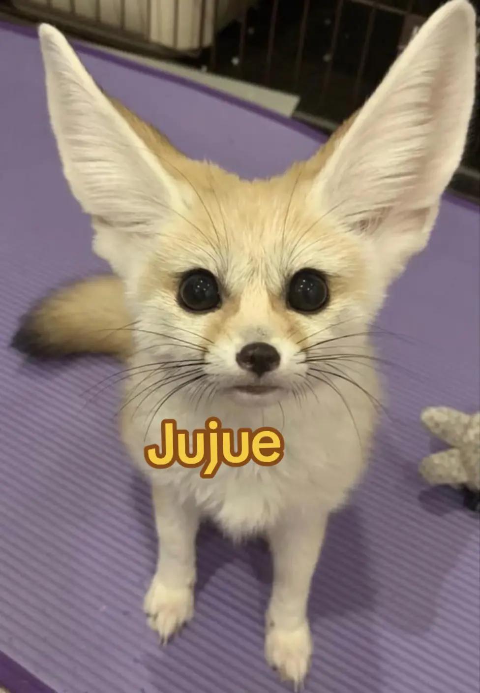 @ErismarKitsune 🦊🌑/🩵🩸