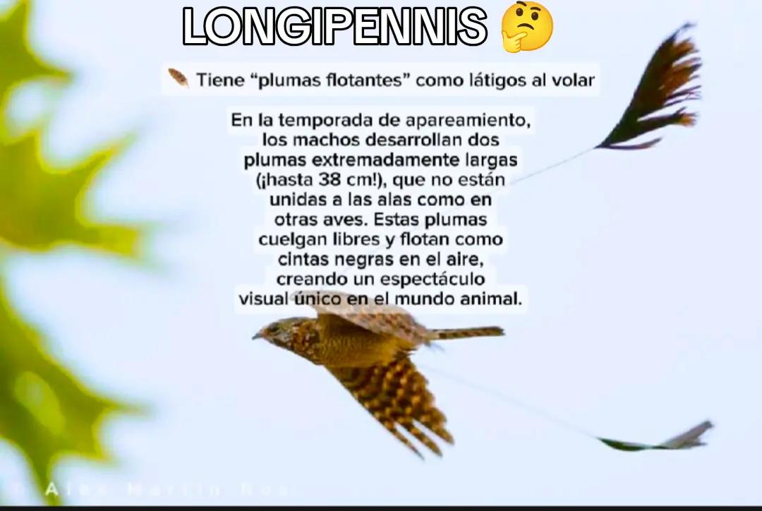 @CLUB DE ANIMALES