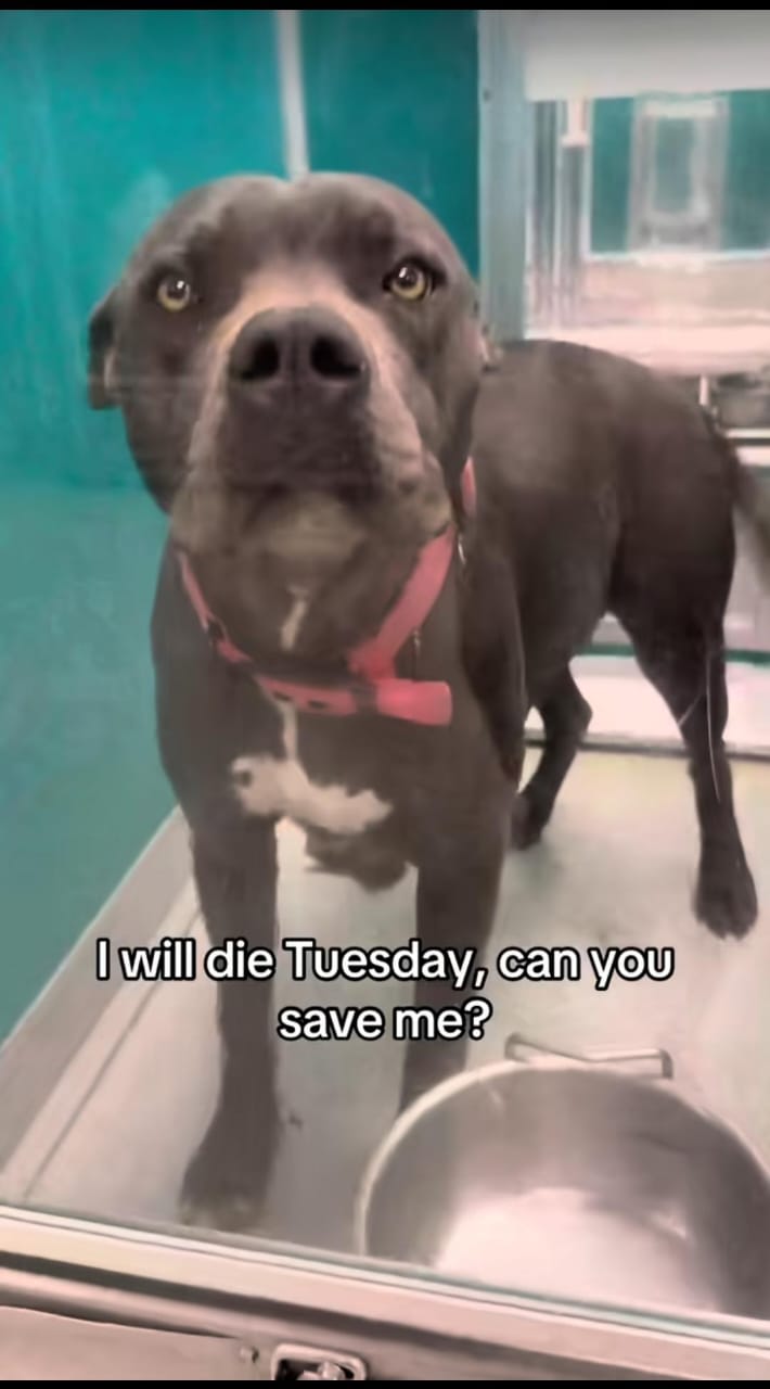 @adoptabledogsofmiami