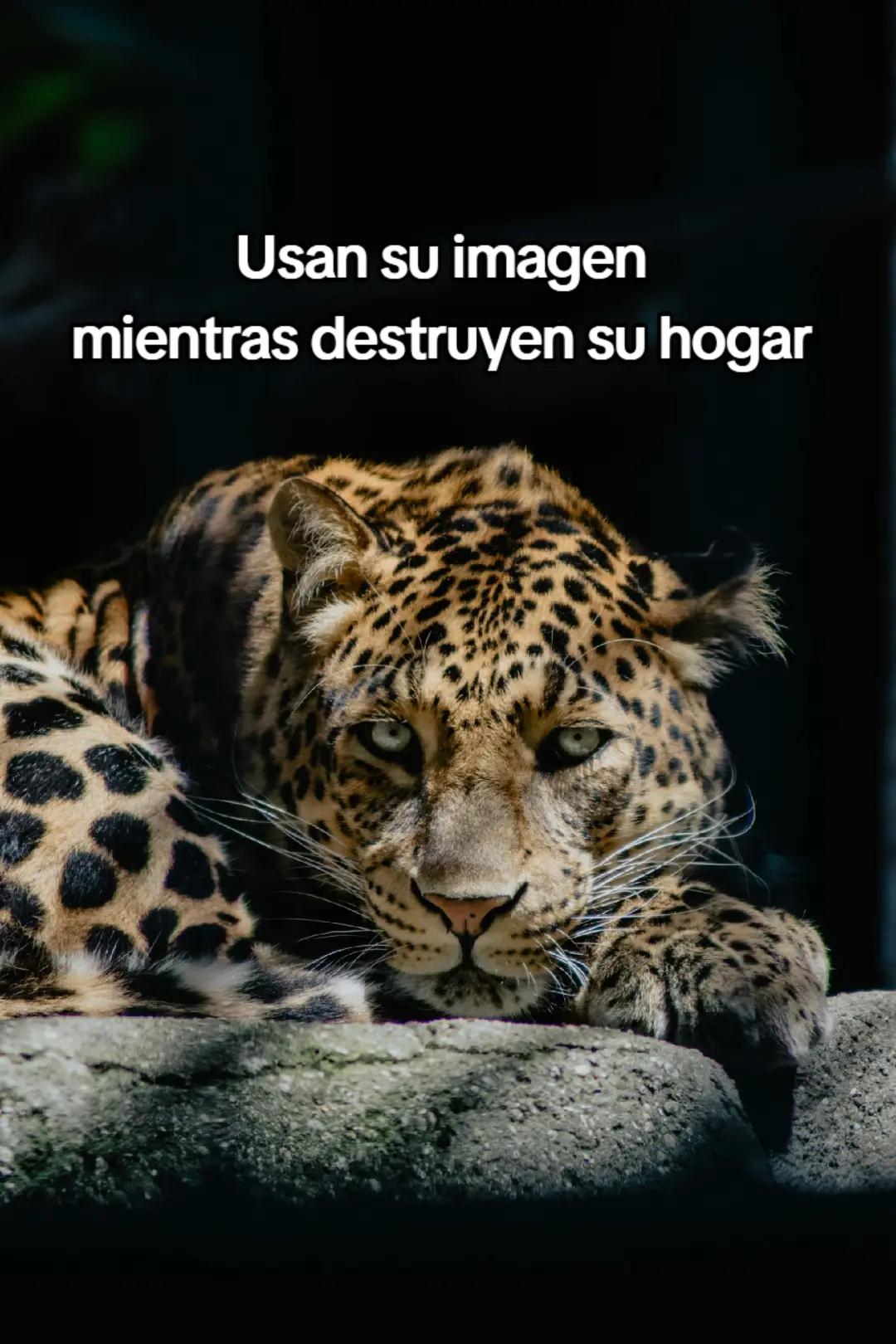 @aly