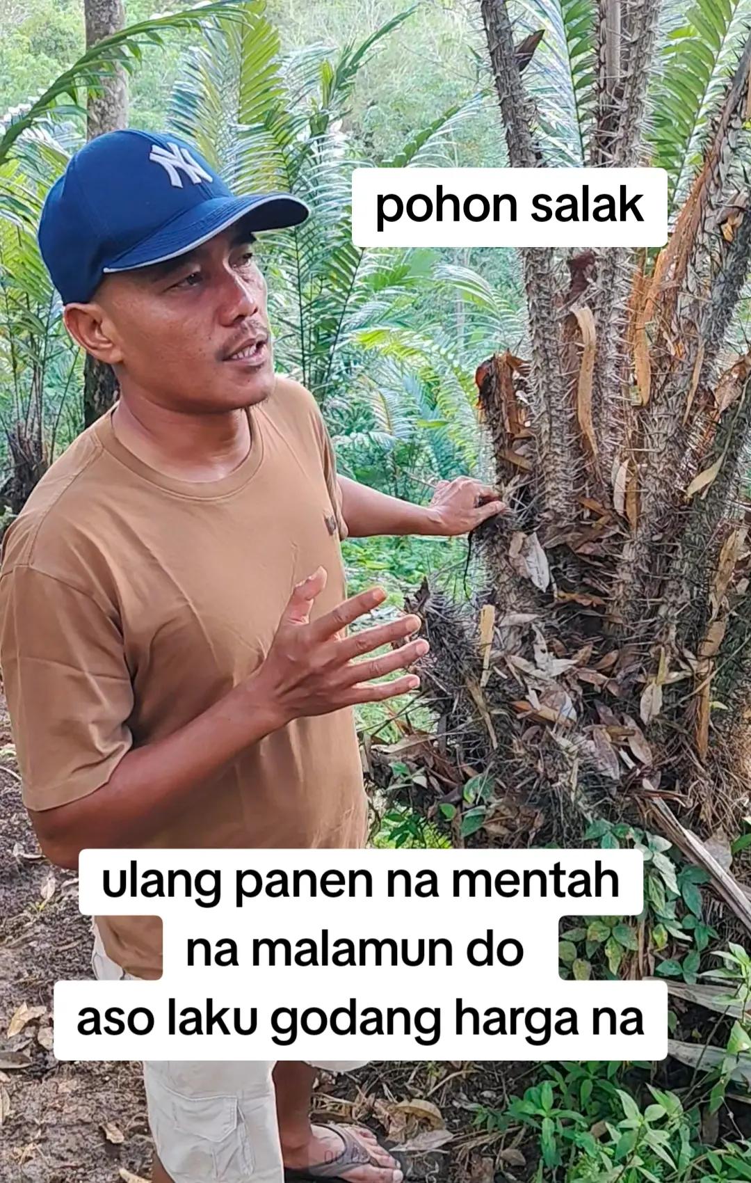 @petani kecil ujung tapsel