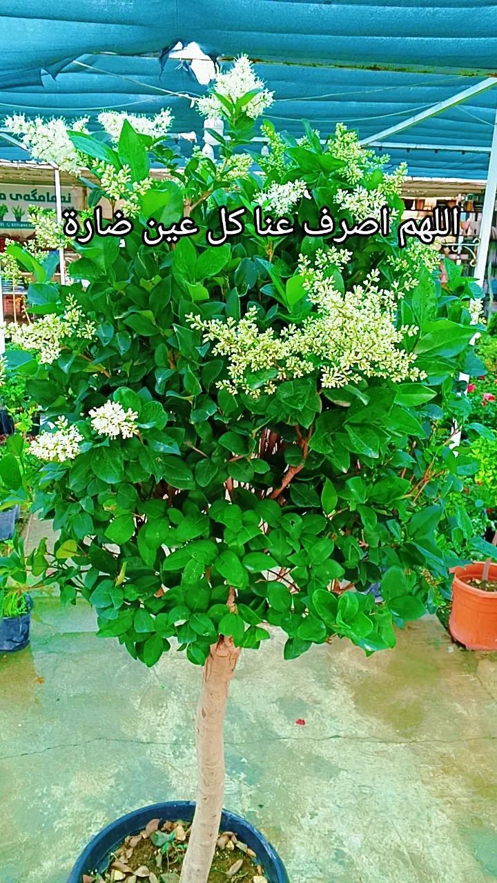 @🍂گوردسـتآنيـﮯ✨ عمـر 🌺