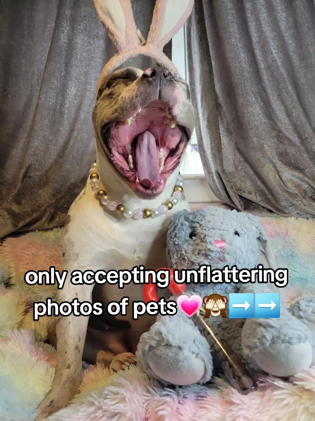 @kirsty+starlight the xl bully