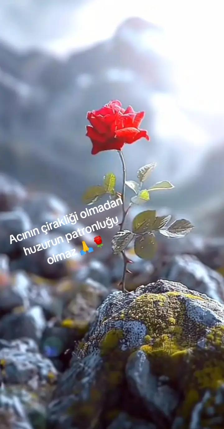 @🌹 𝐆𝐔𝐋 🌹