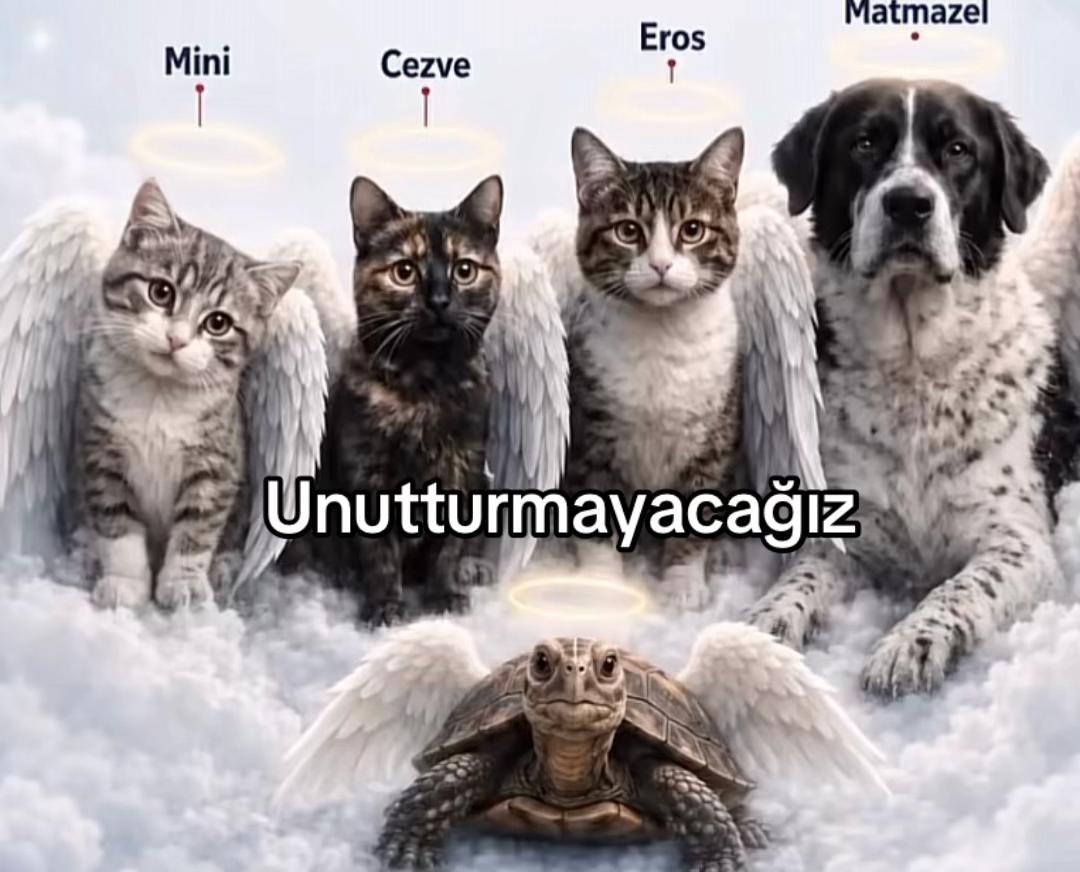 @yudummz_