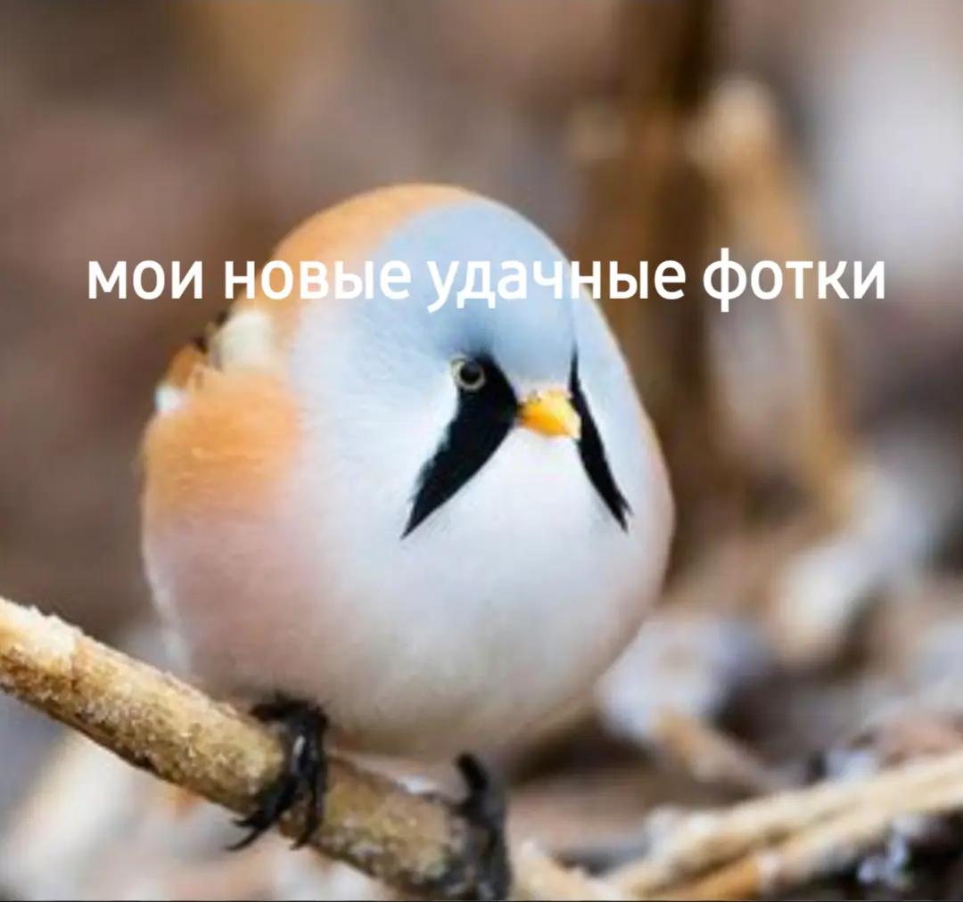 @зарянка ИИ