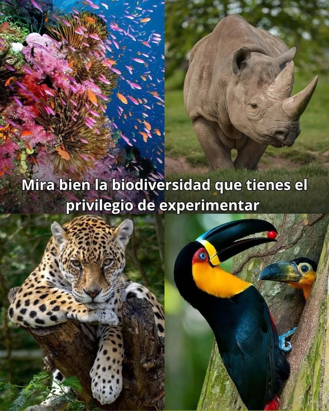 @La Banana Ambiental