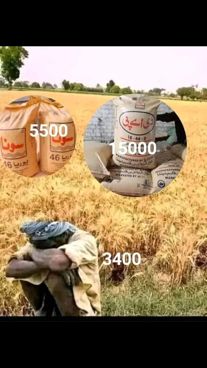 @mujahid06277