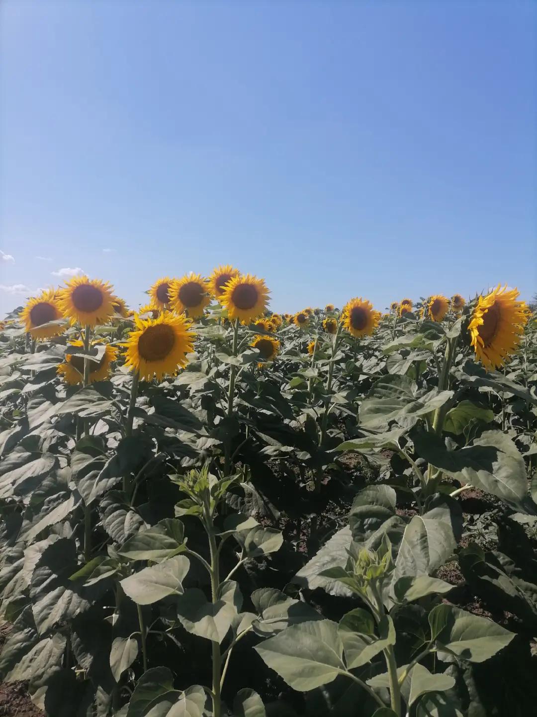 @Алехандро Регіс