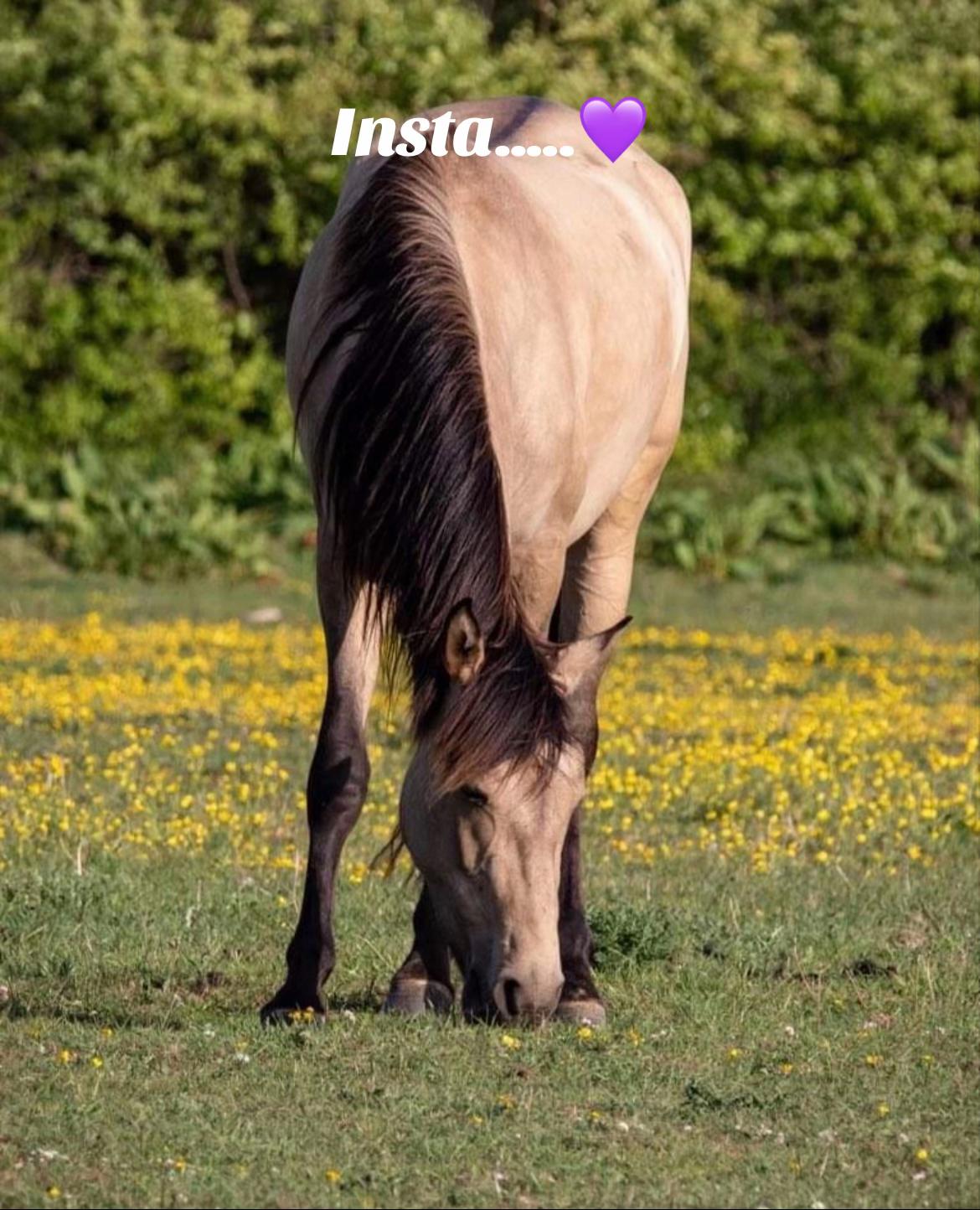 @Handmade By Horse-mania