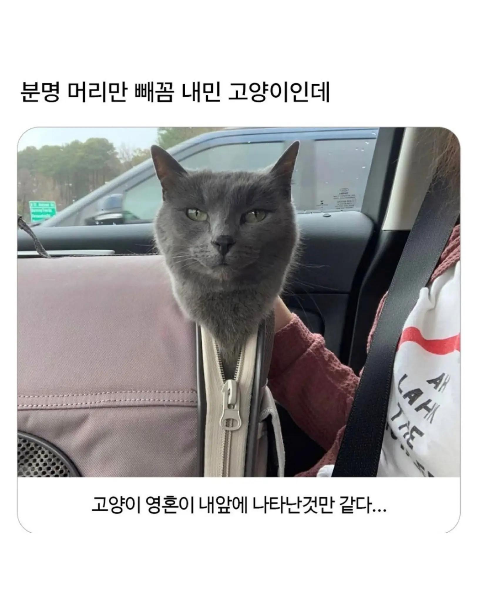 @로이젤