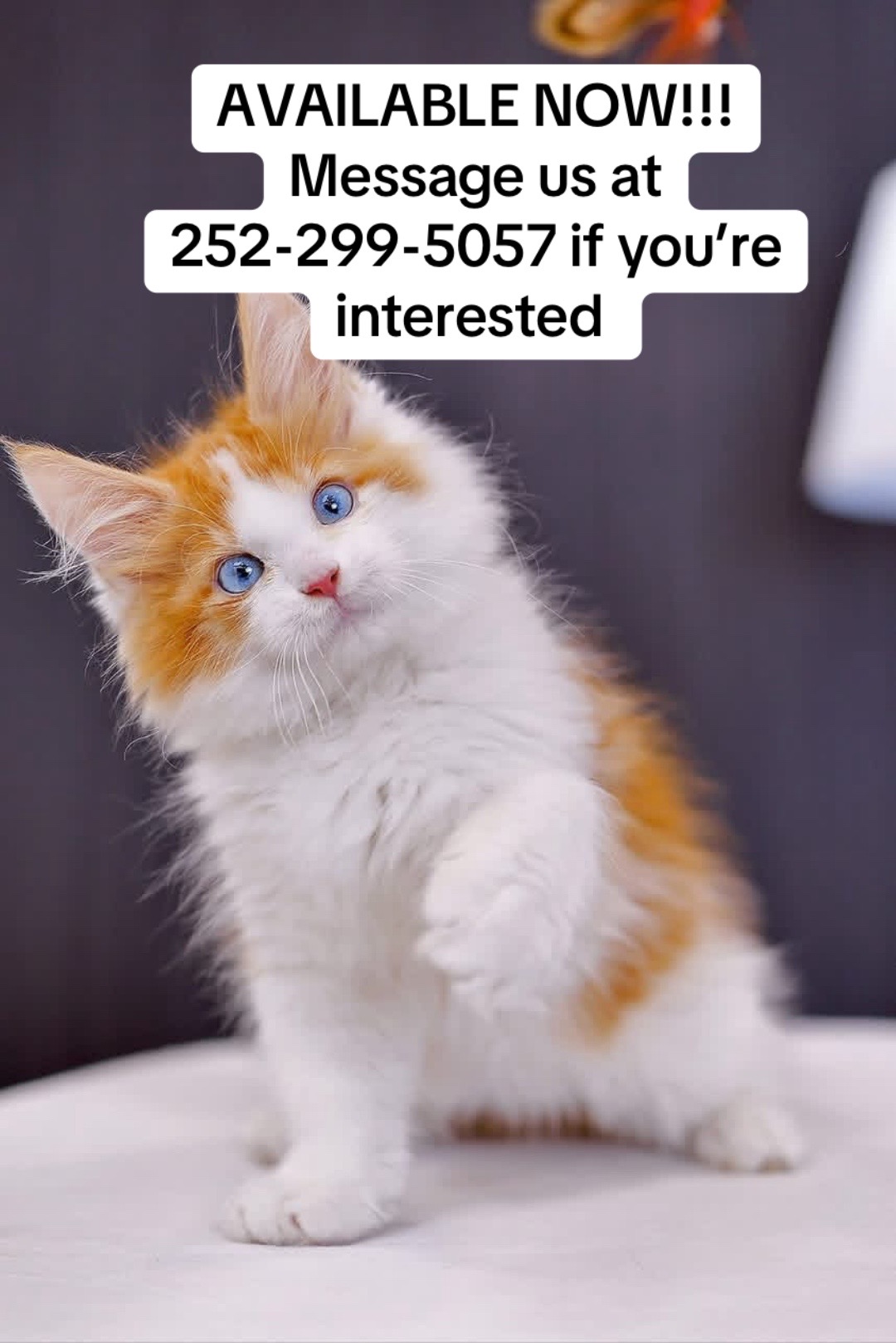@blackkitties