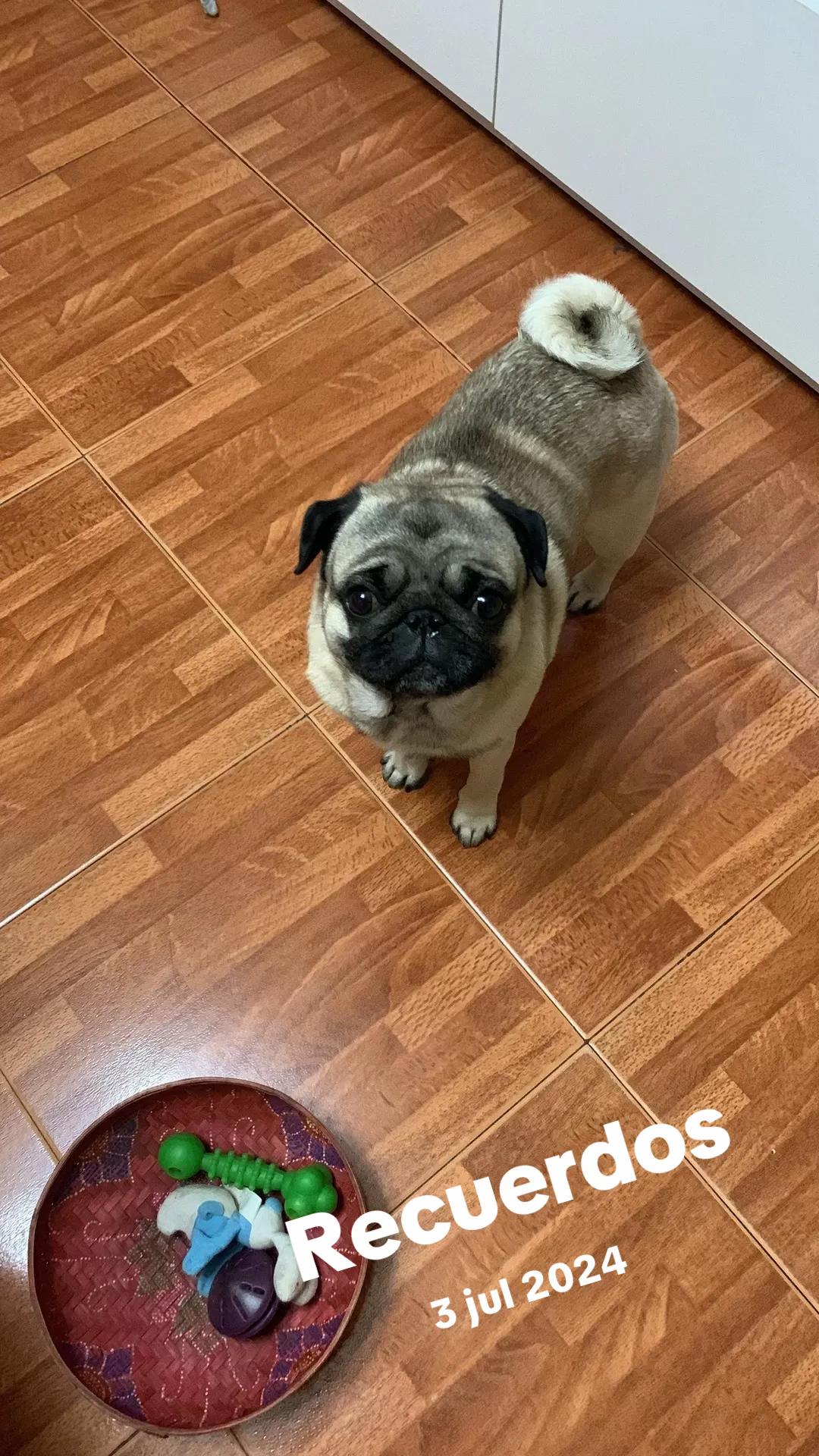 @Lolito pug carlino