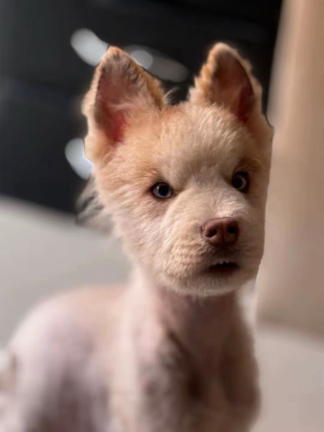 @🐺MiFamiliadehuskies🐾