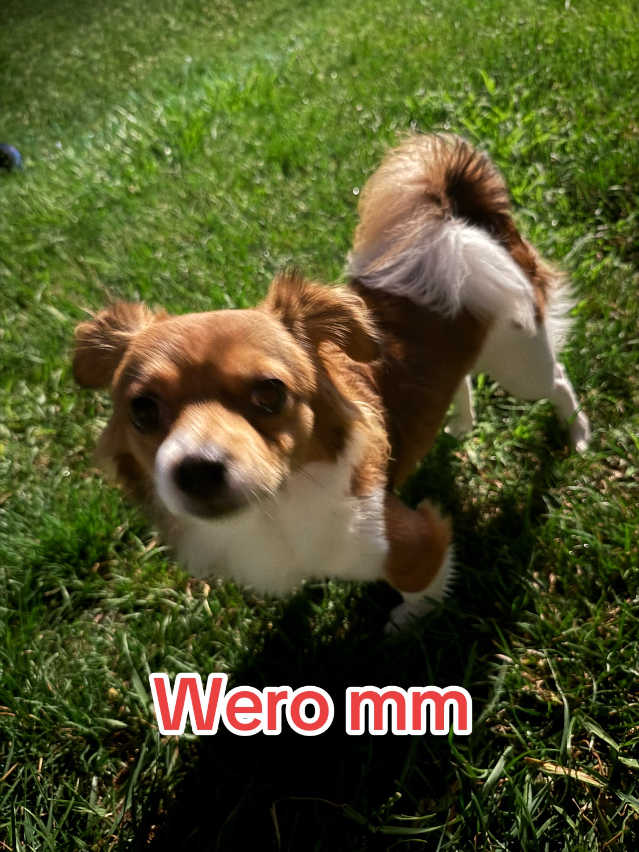 @El Wero mm