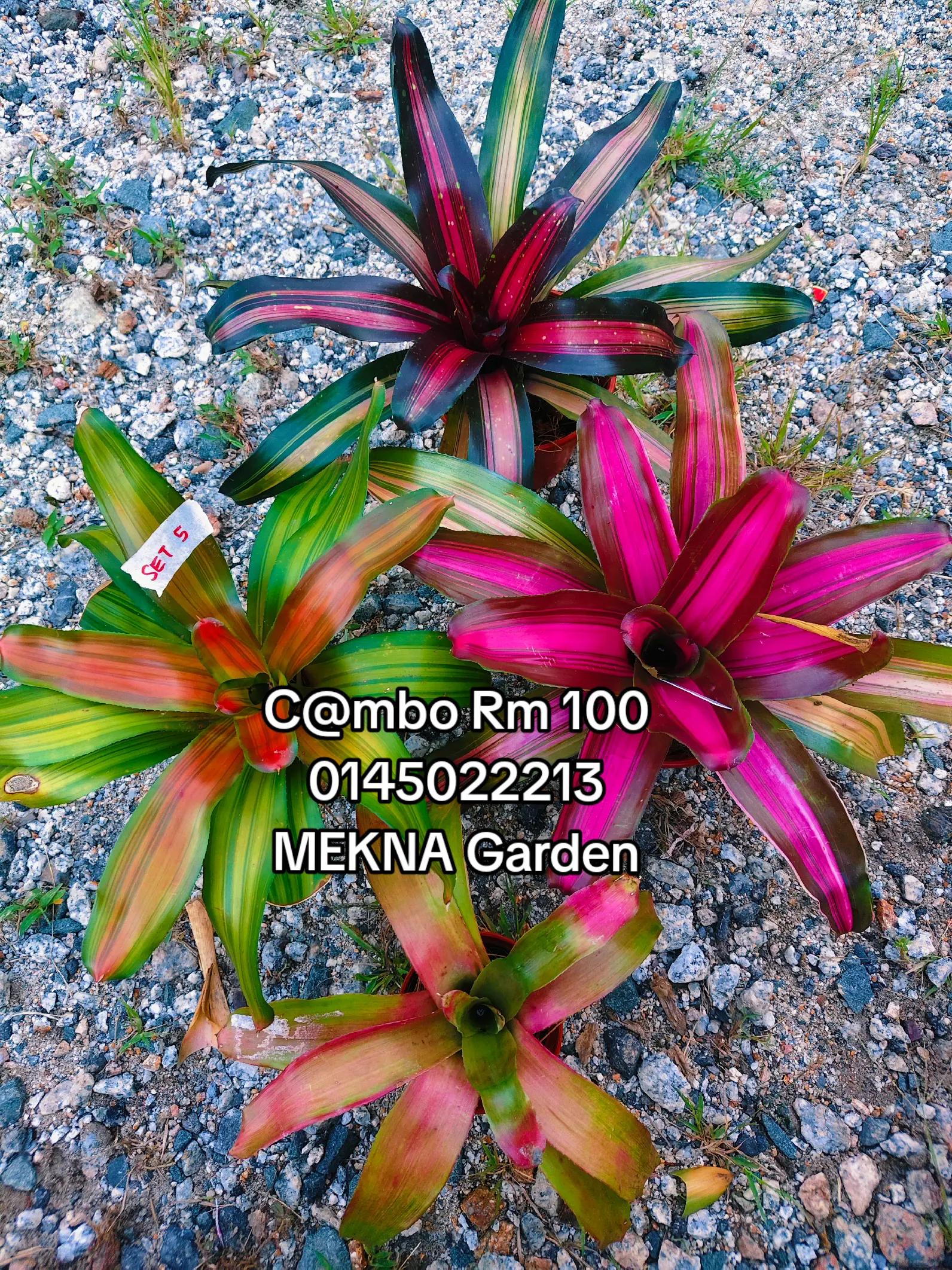 @MEKNA Garden