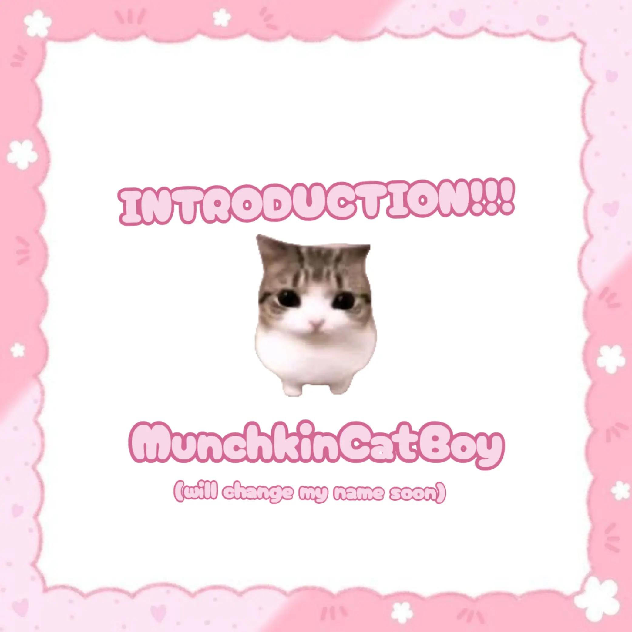 @munchkincatboy