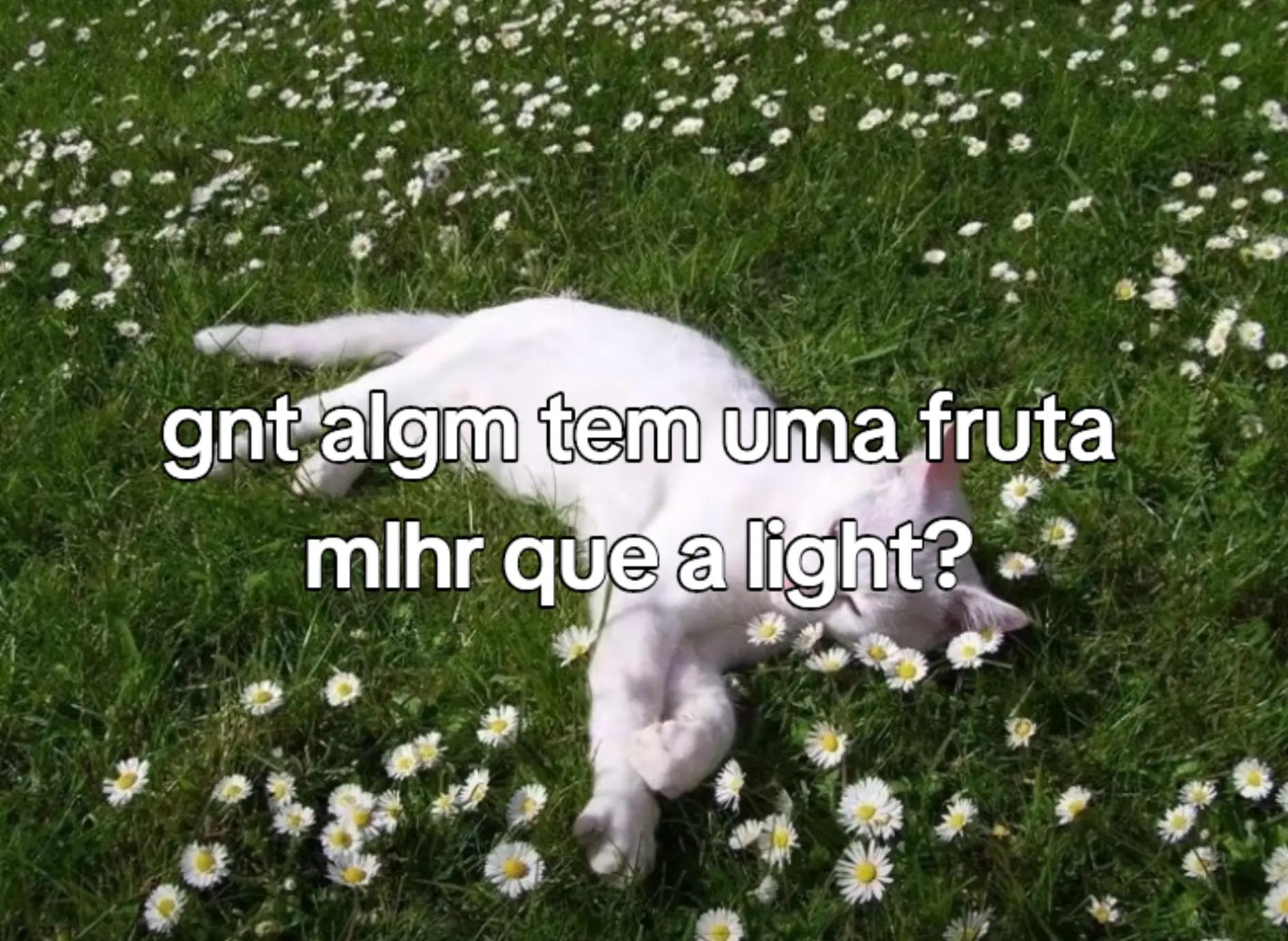@~gatos brancos⚪🤍(-> <-)☆♡~