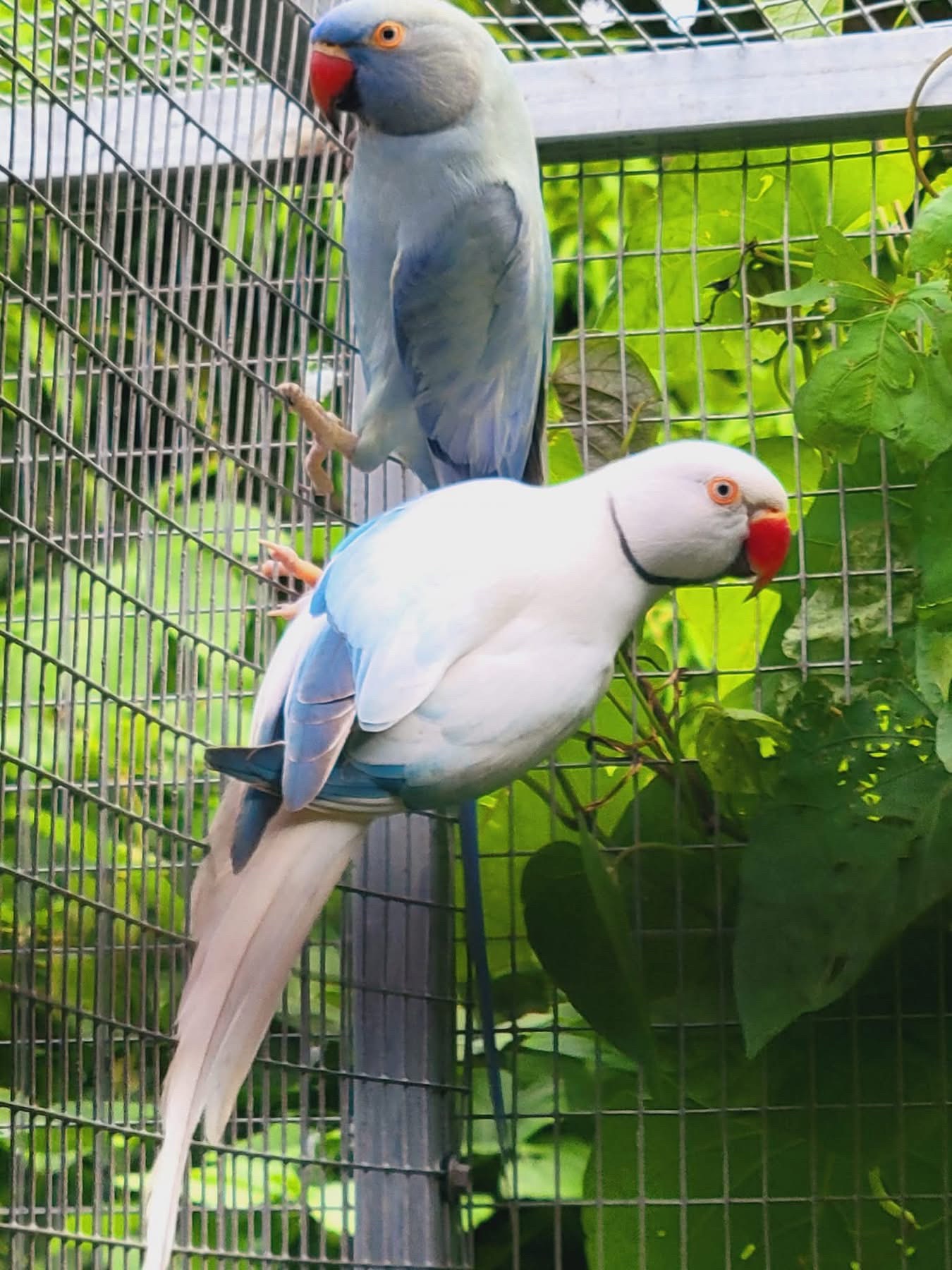 @Ring-necked Parakeets