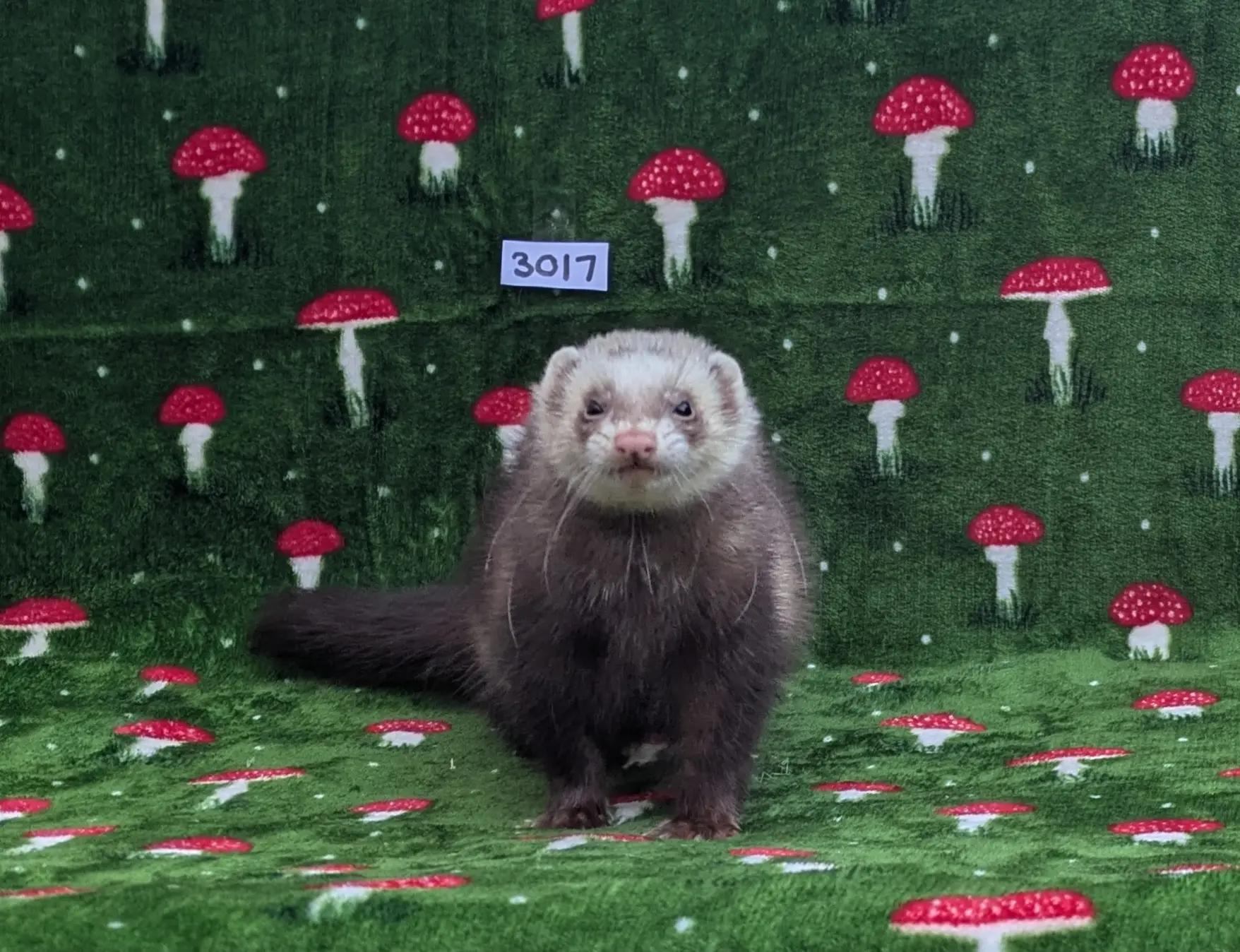 @Ocean City Ferrets