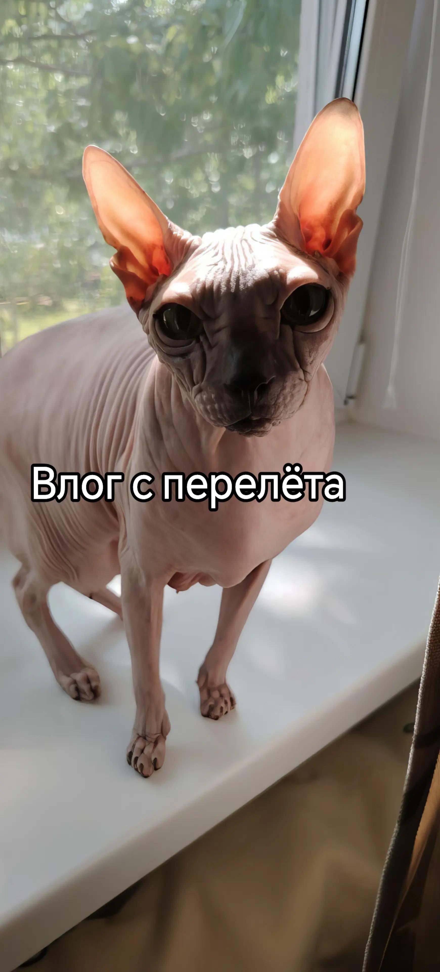 @Aktaviy_tech