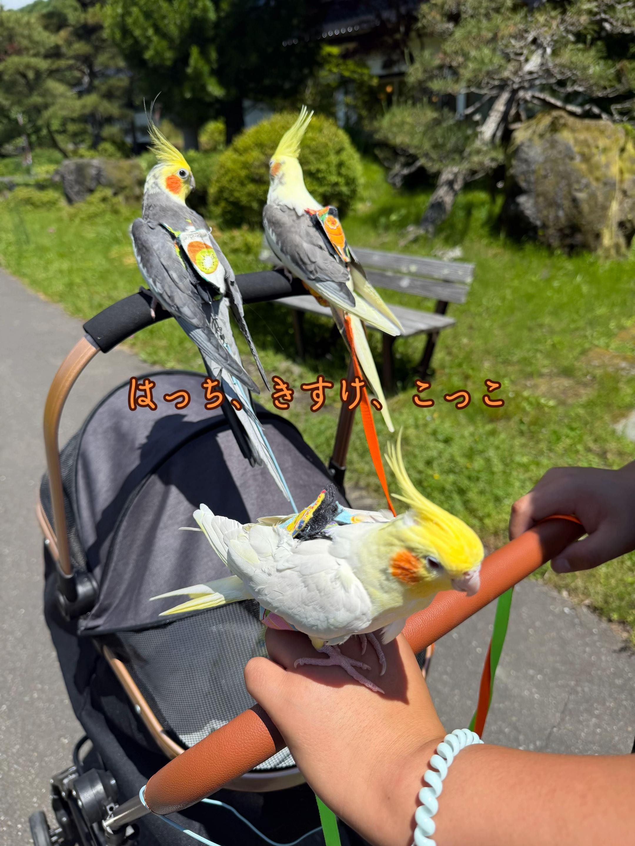 @こむぎーず🍒