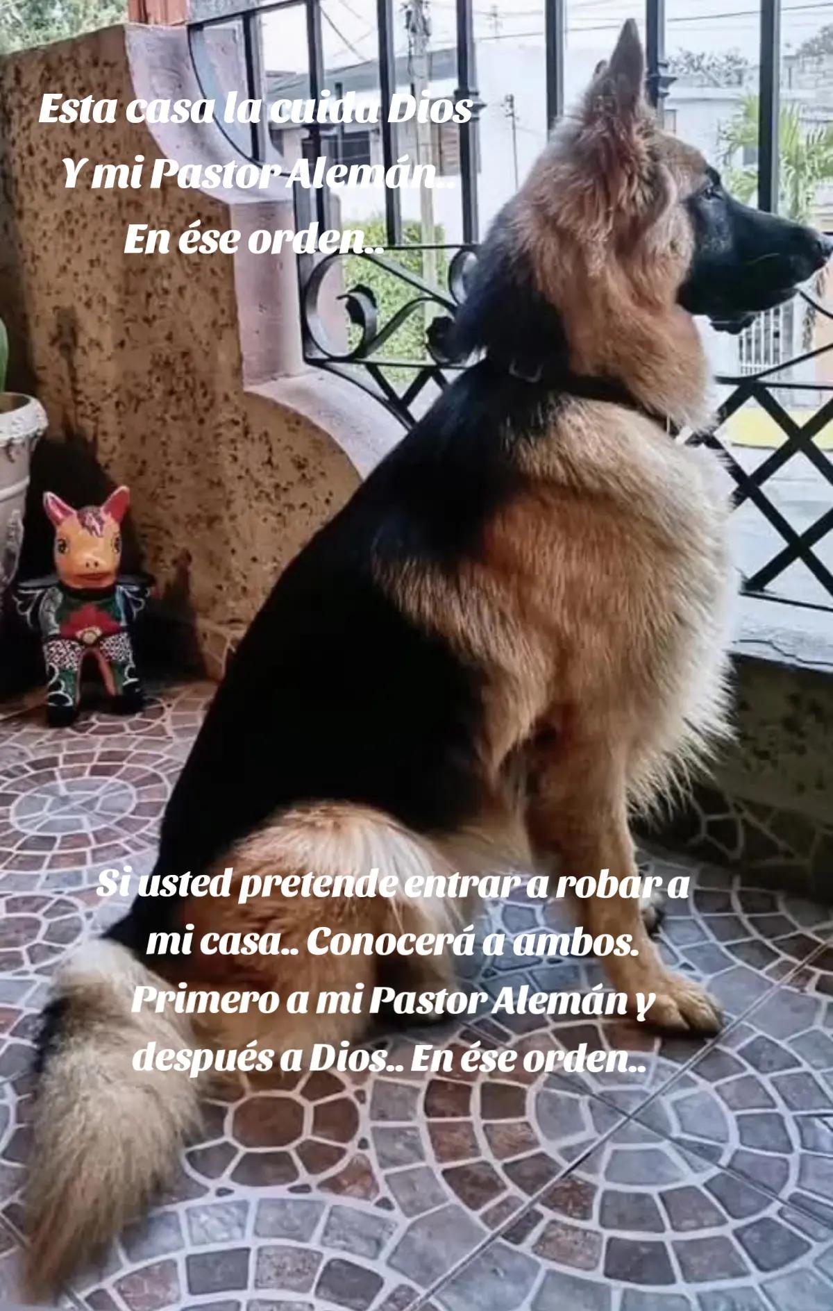 @Cachorretezeus