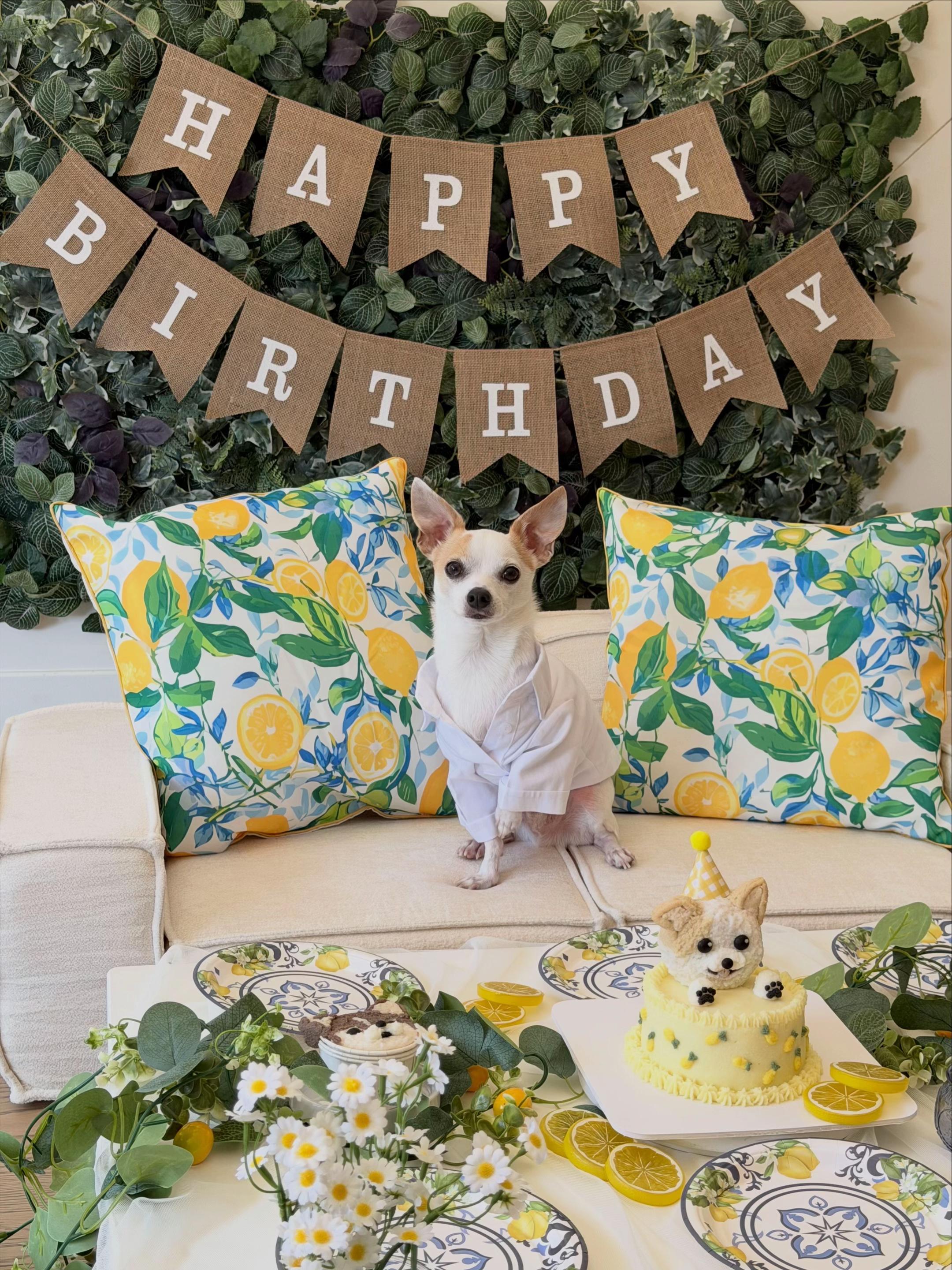 @Bao the Chihuahua