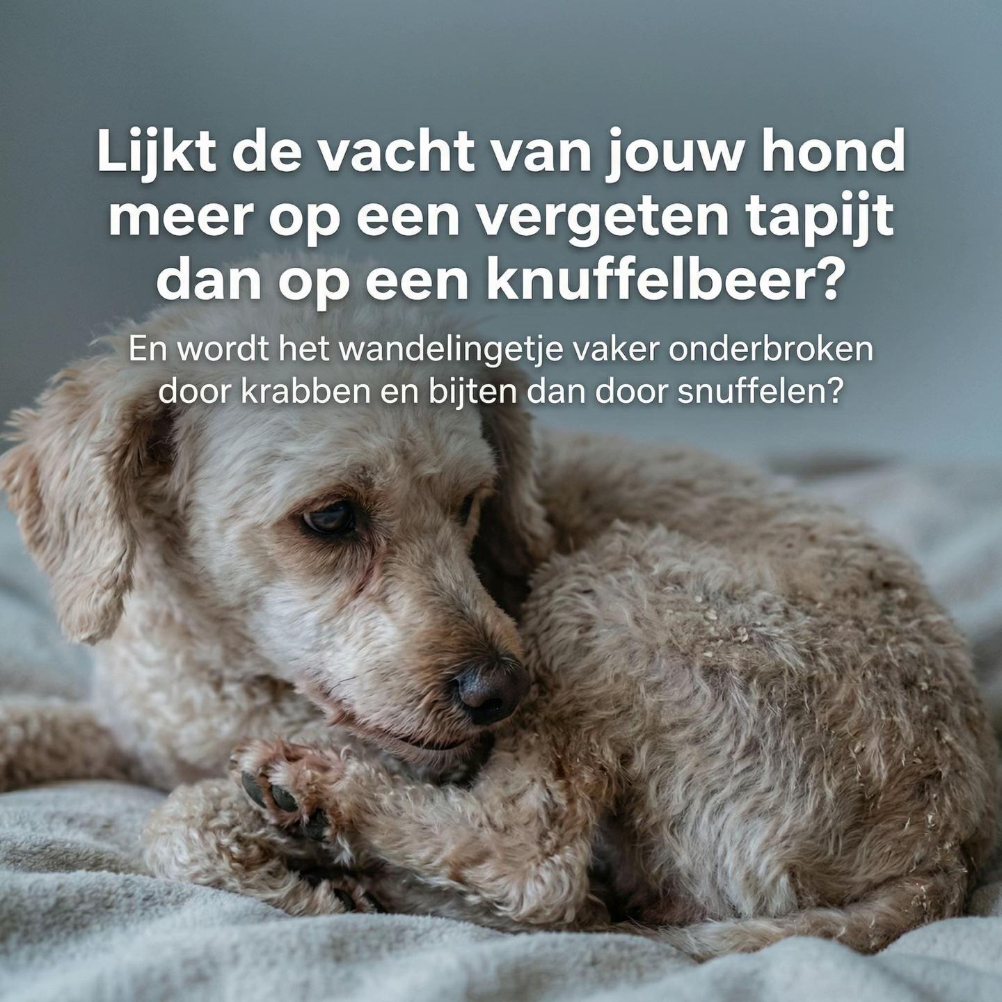 @Pure Paws