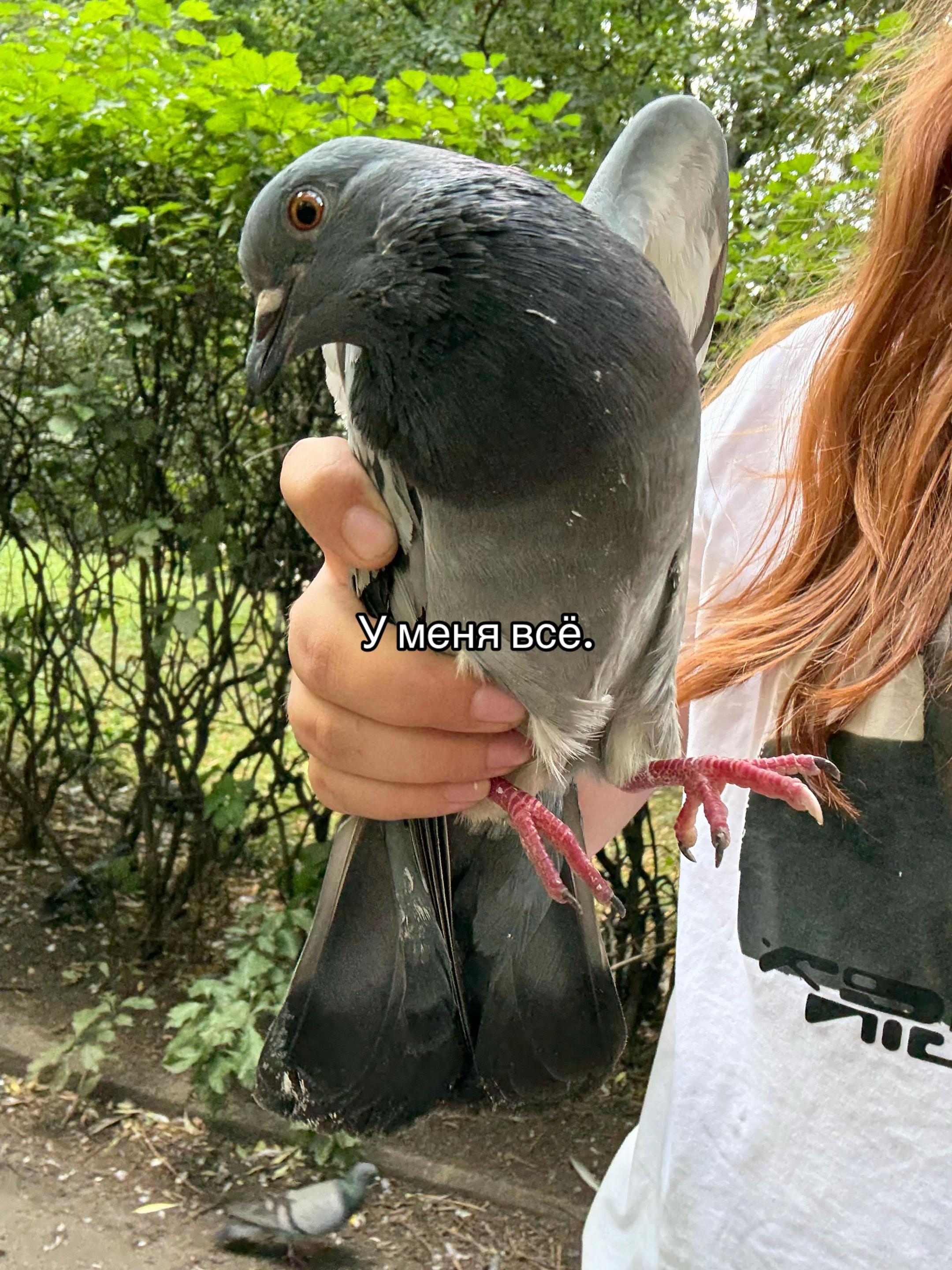 @netavkedax