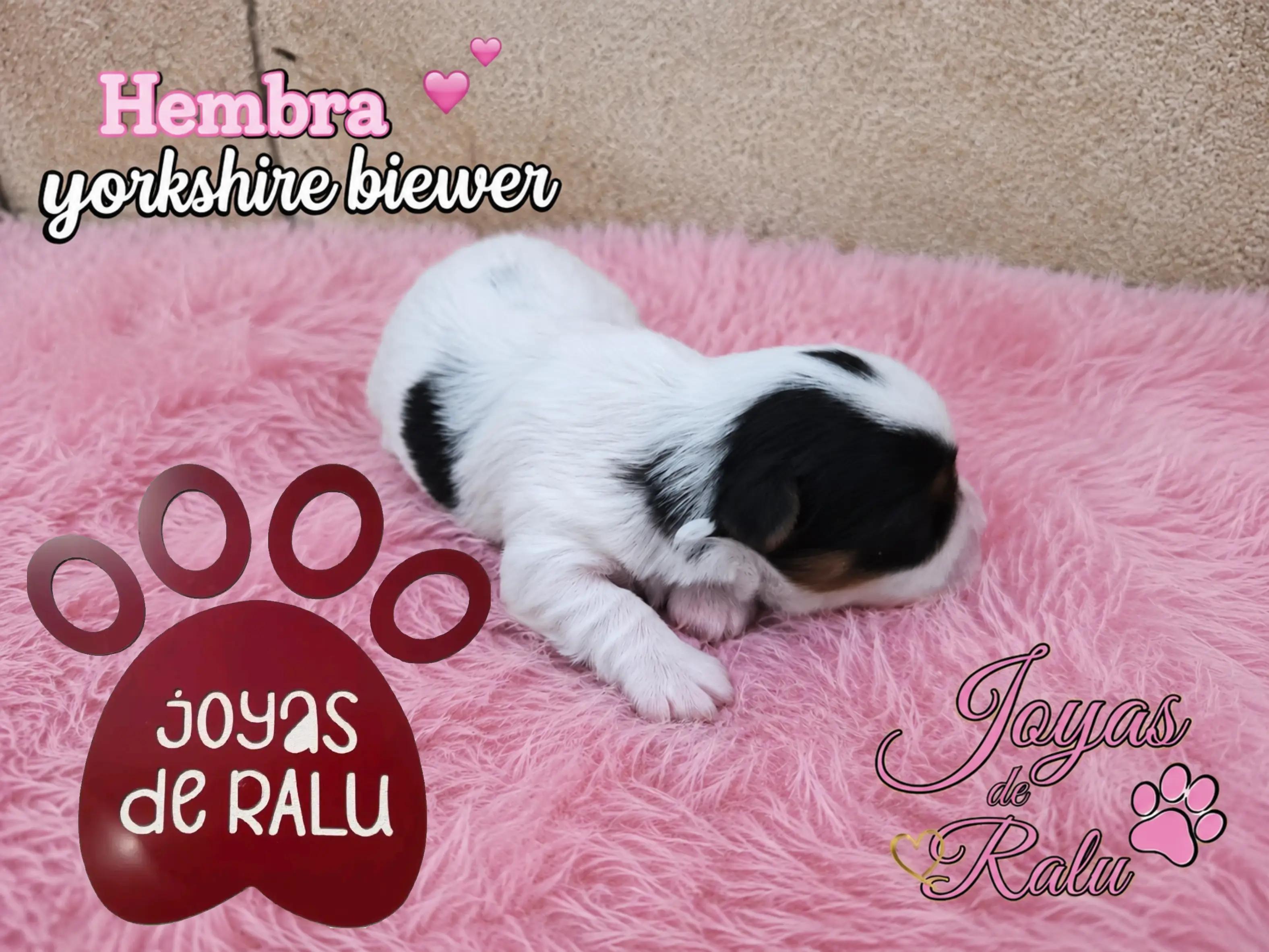@joyas de ralu
