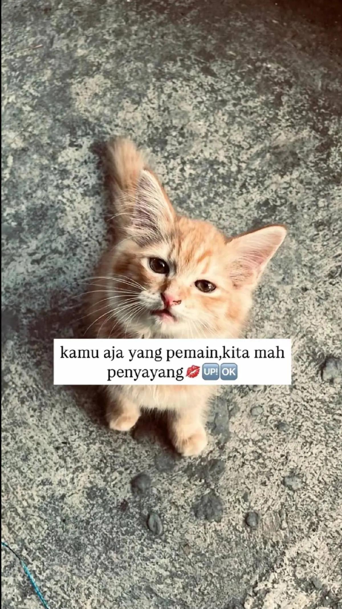 @yo kayma