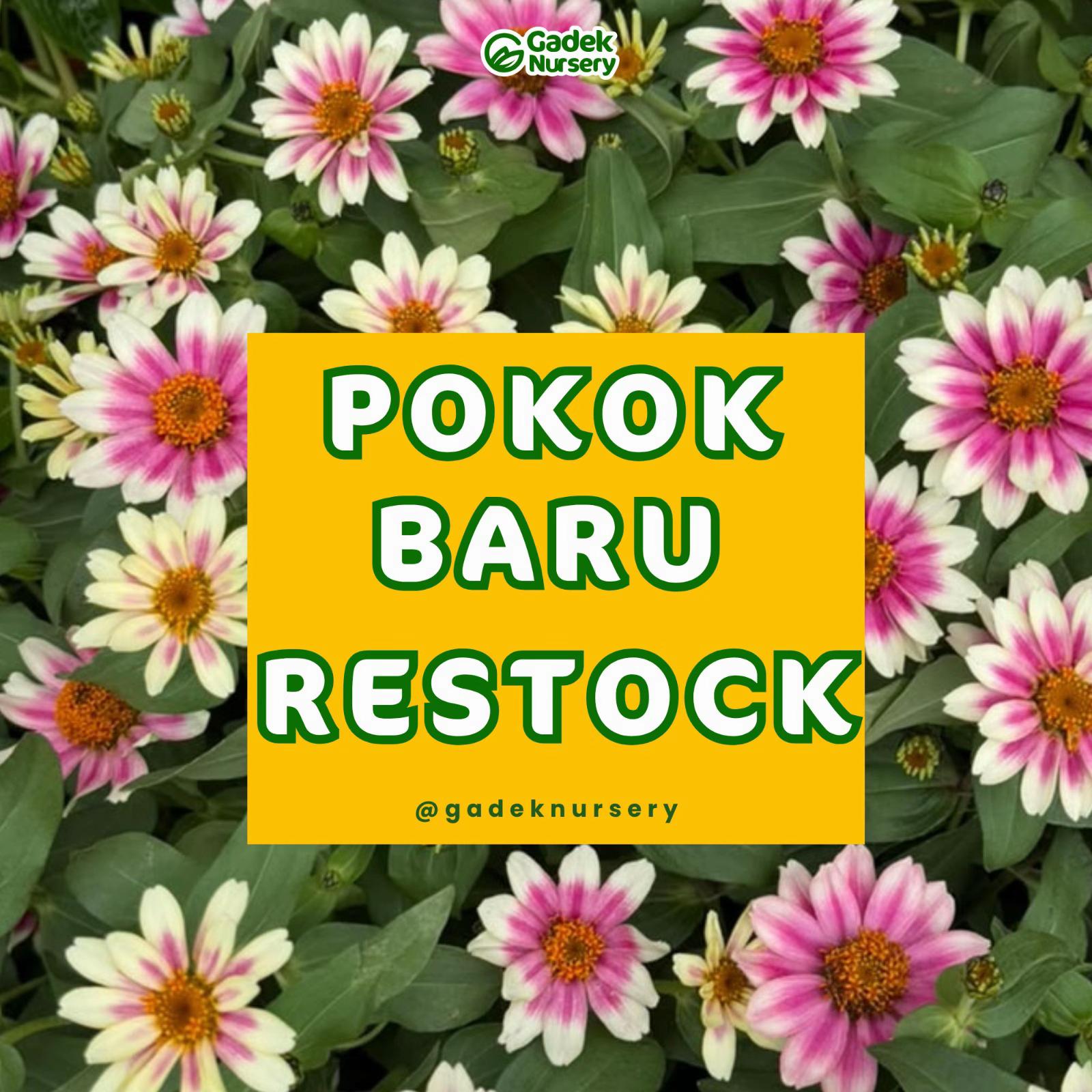 @Gadek Nursery