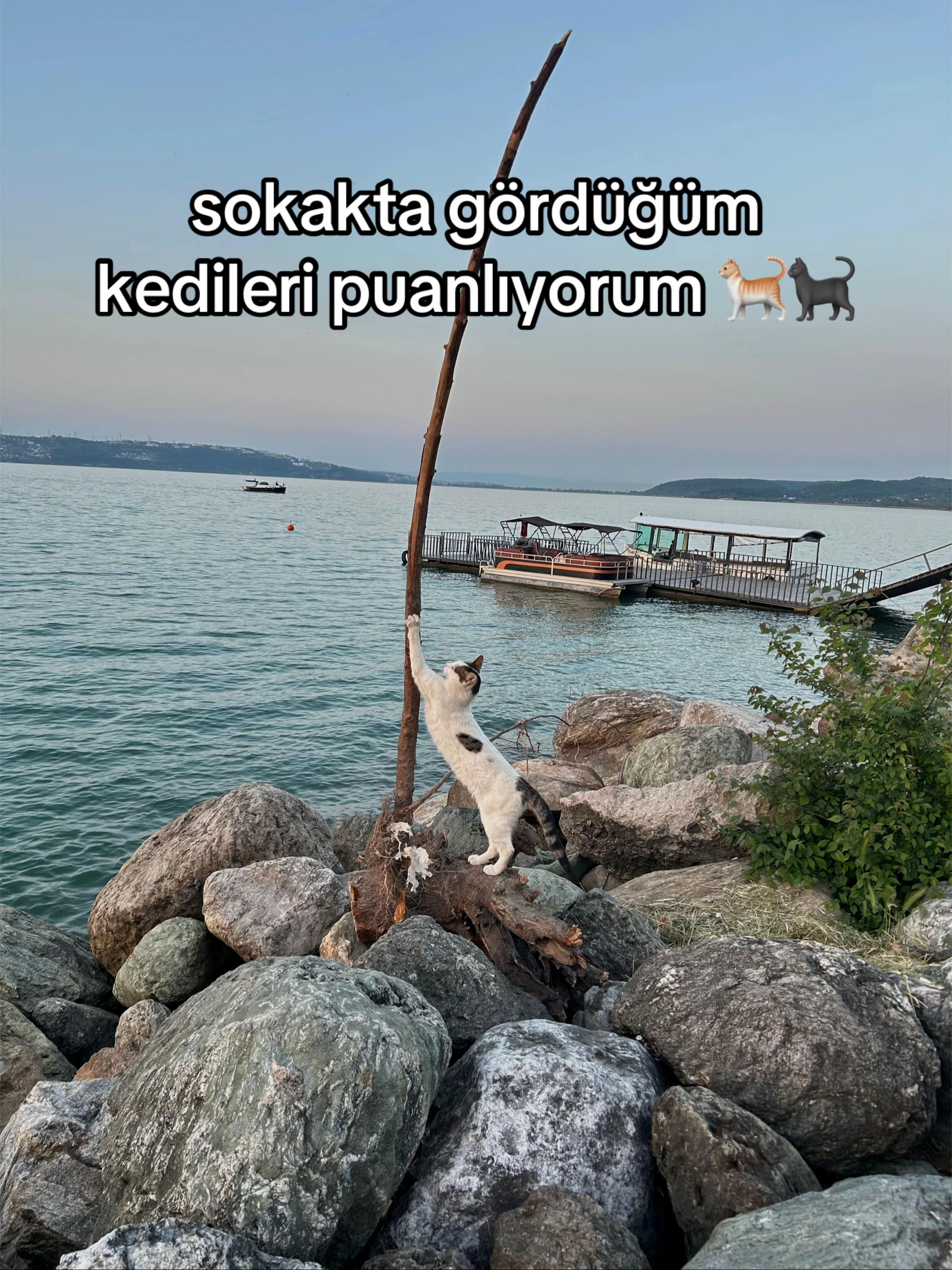 @eda ✩₊˚.⋆☾𓃠☽⋆⁺₊✧