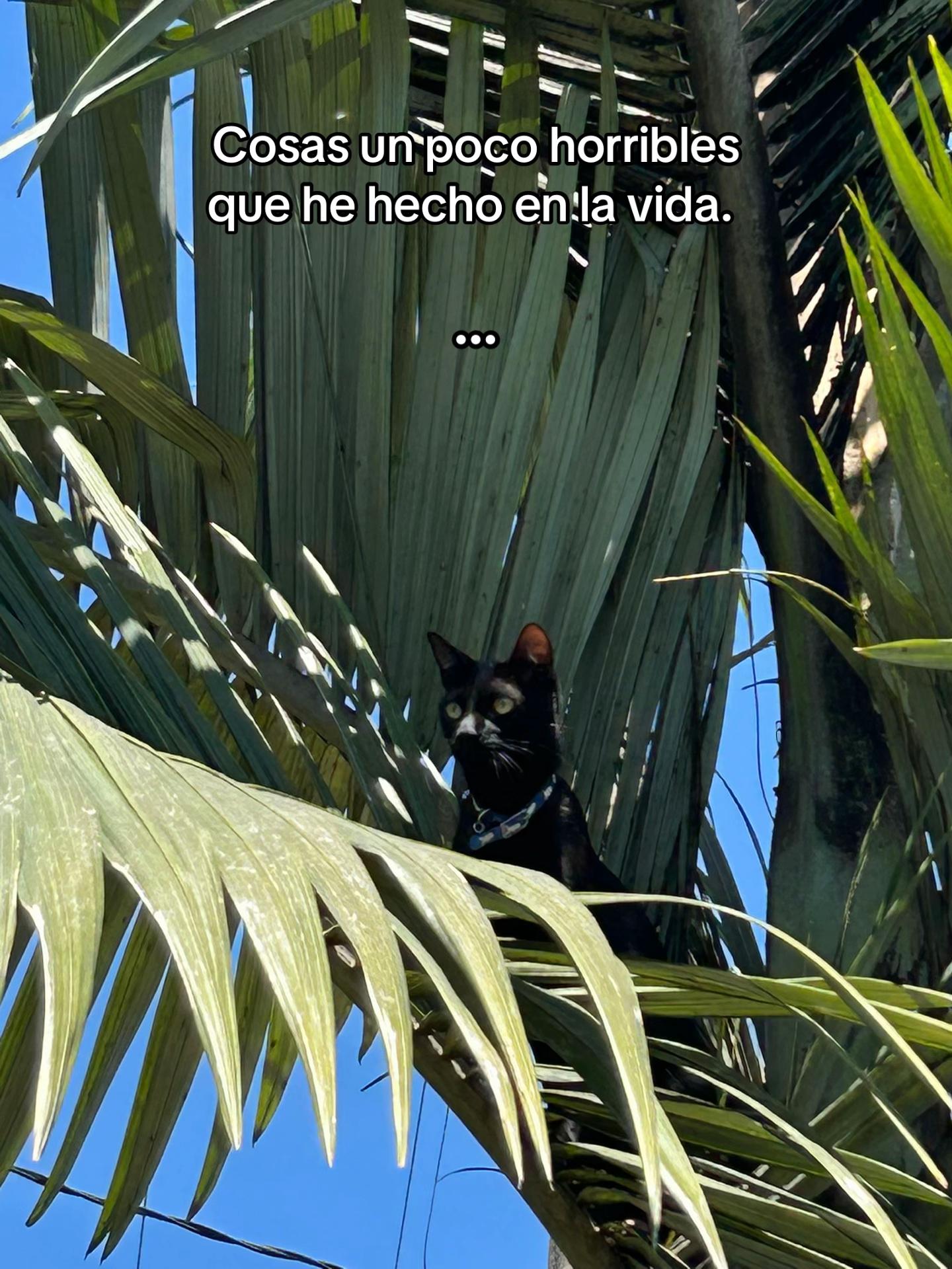 @Sebas_animasdelpurgatorio