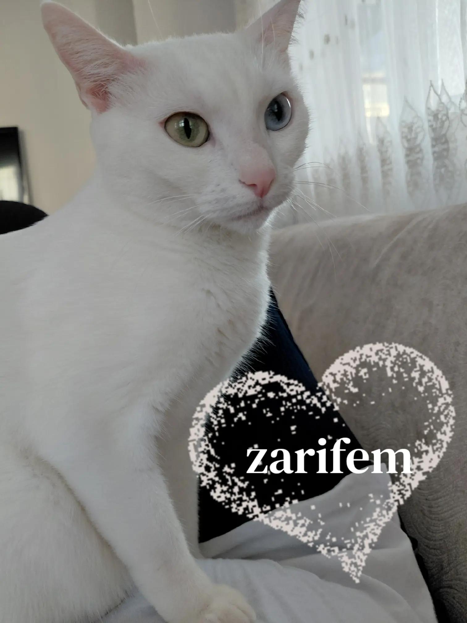 @zarife Aybay