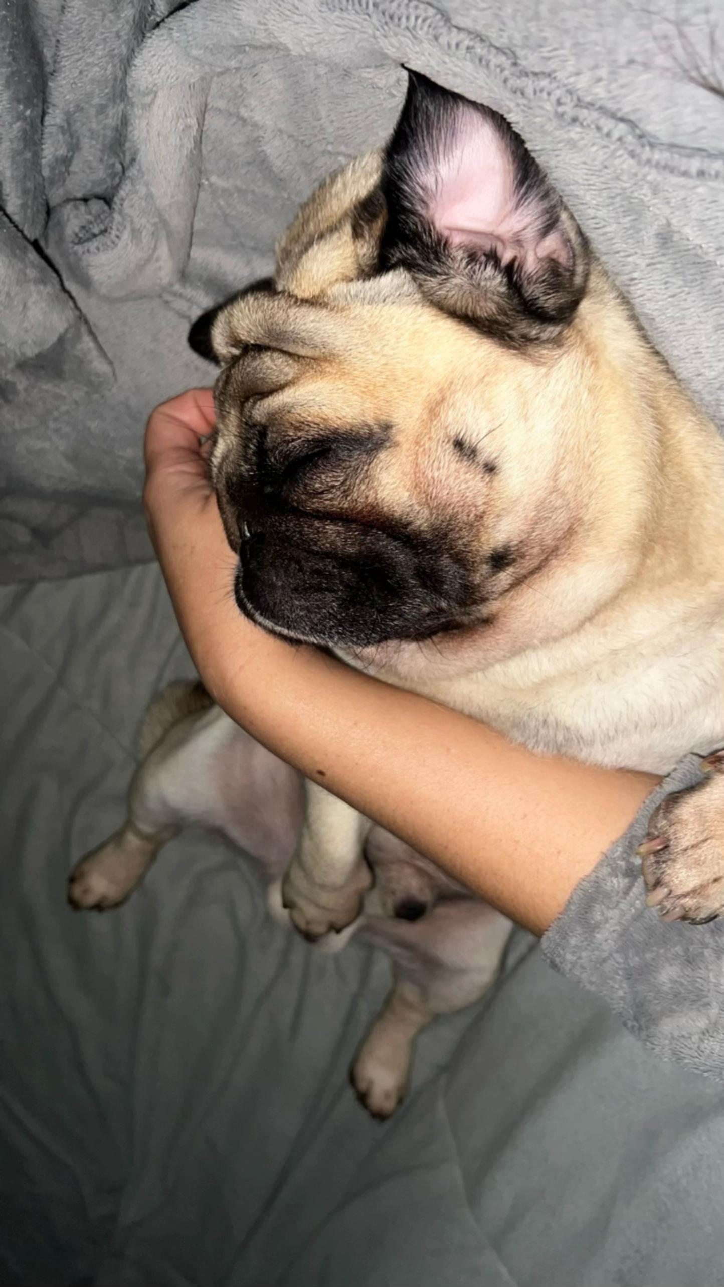 @pugSofyHarry