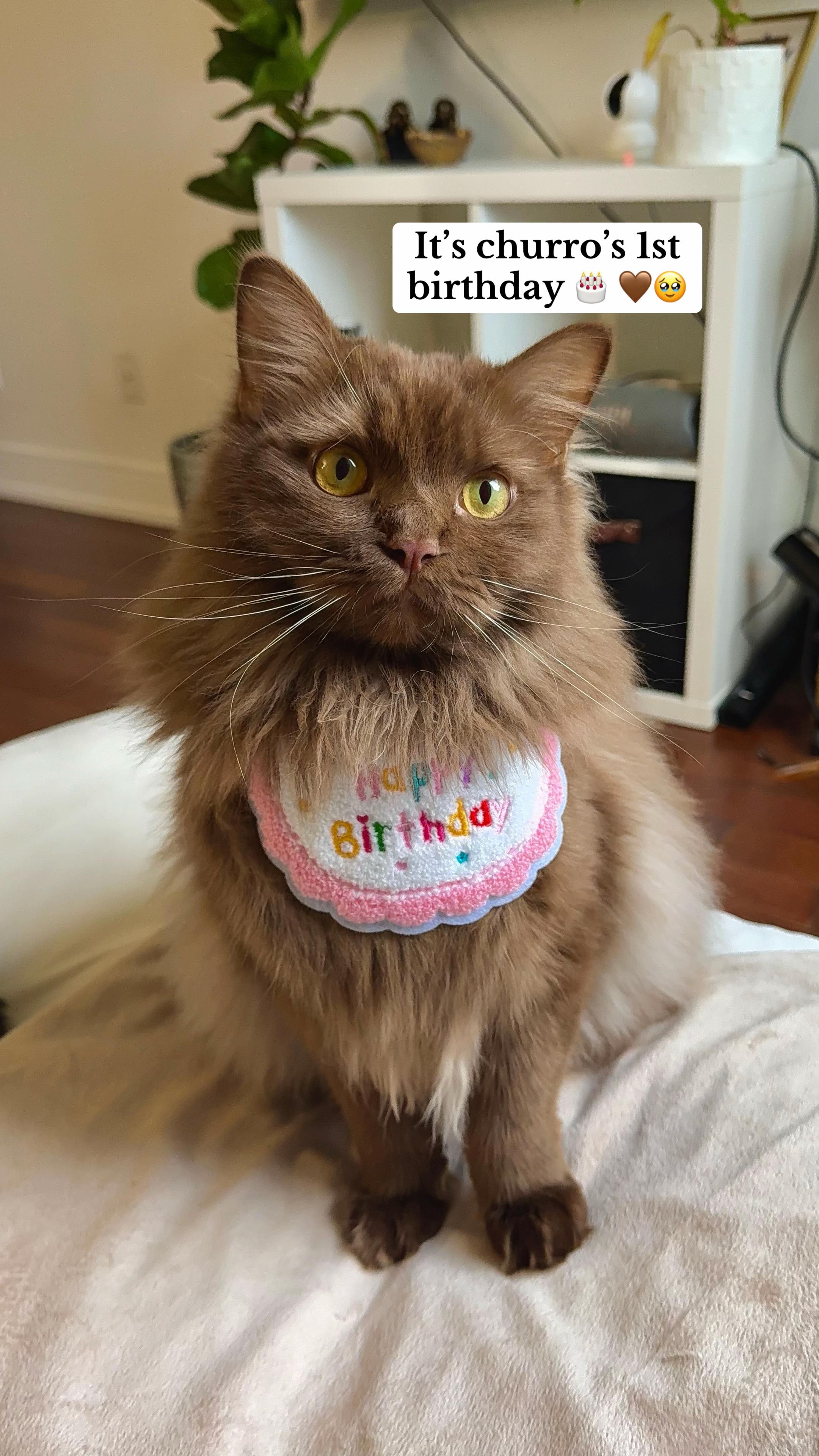 @Churro the Cinnamon Ragdoll 🤎