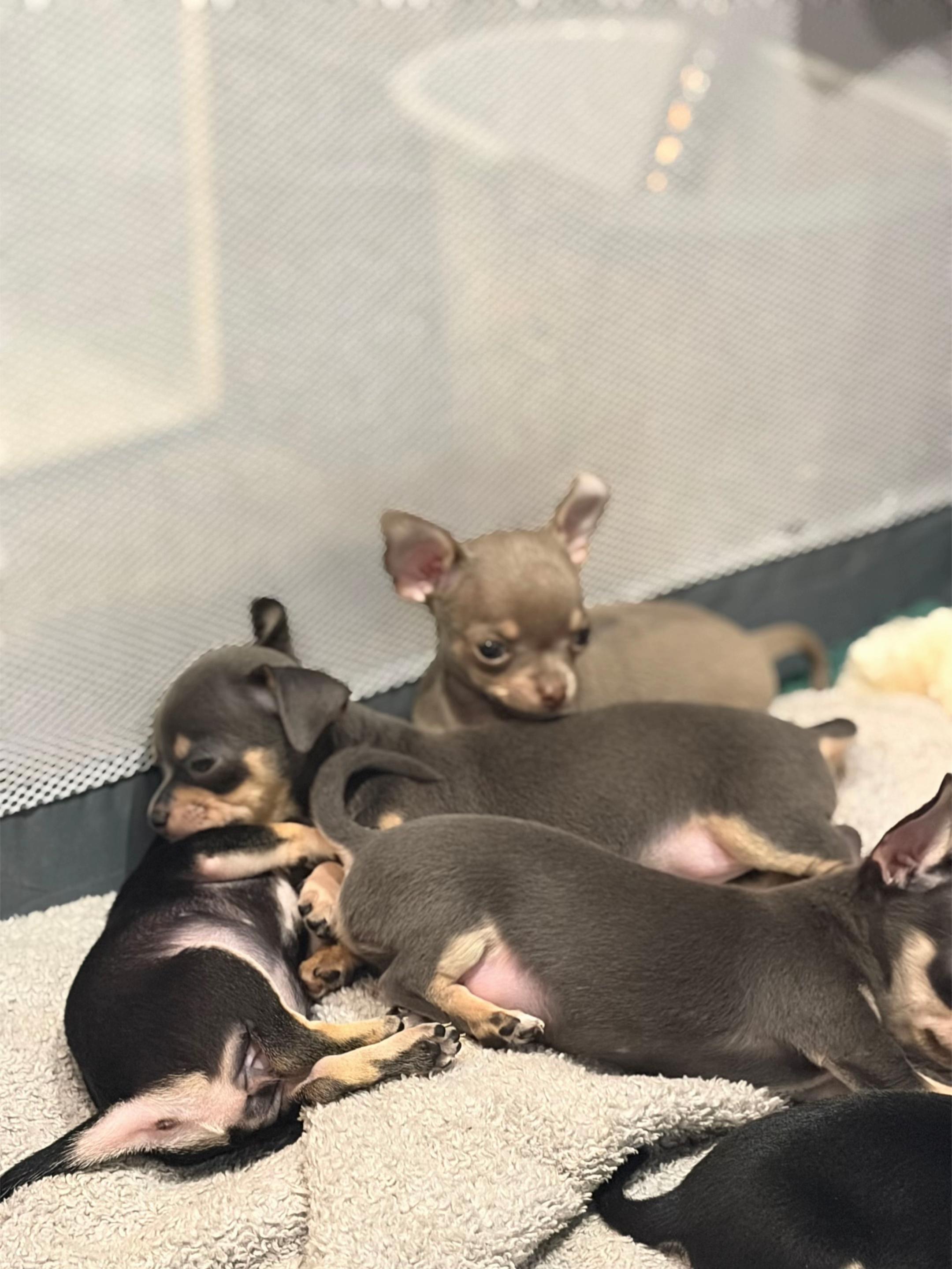 @Suffolk Chihuahuas