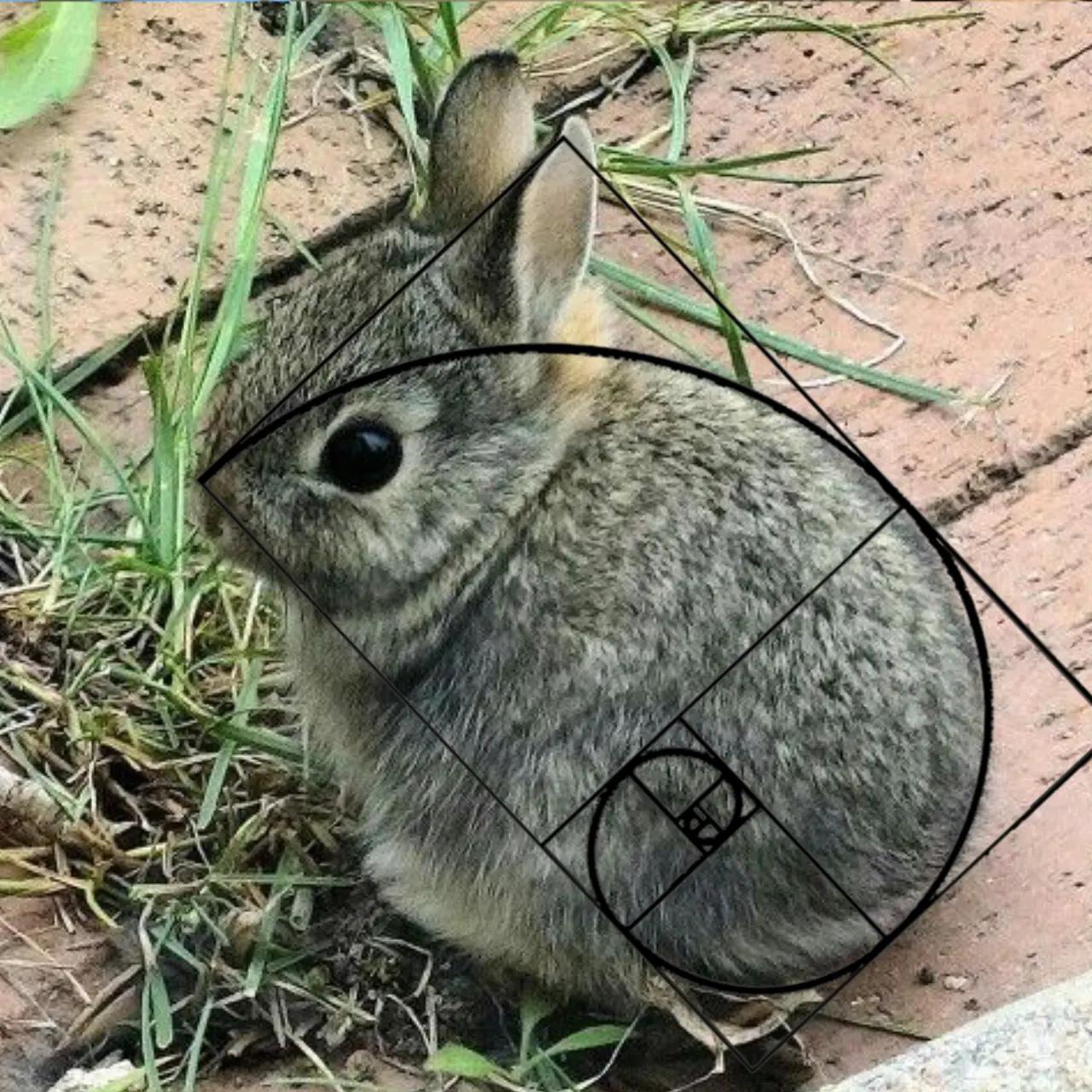 @I like bunnies